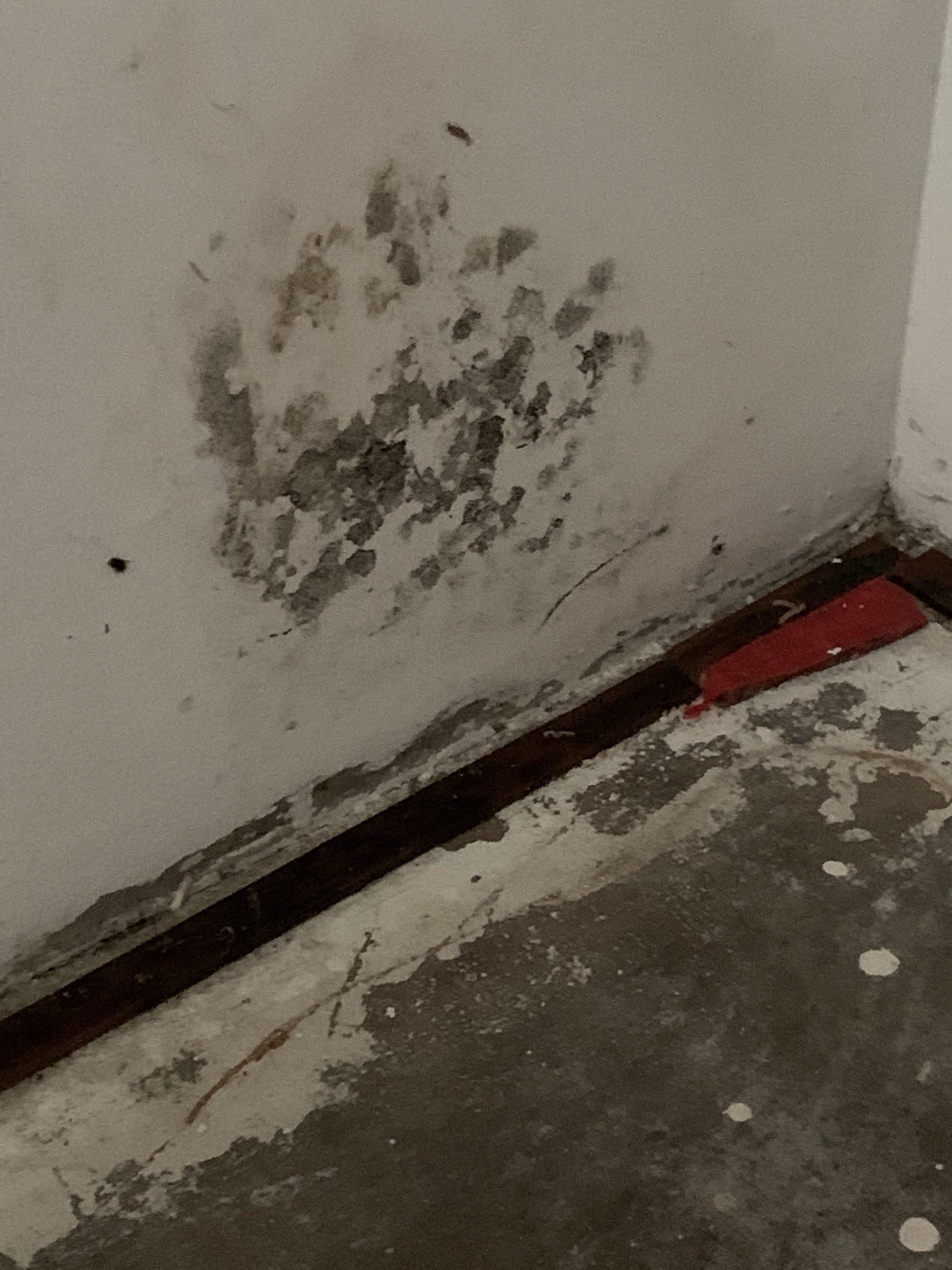 Image to my ‘Is black mold dangerous’ post. Still freaking out horribly