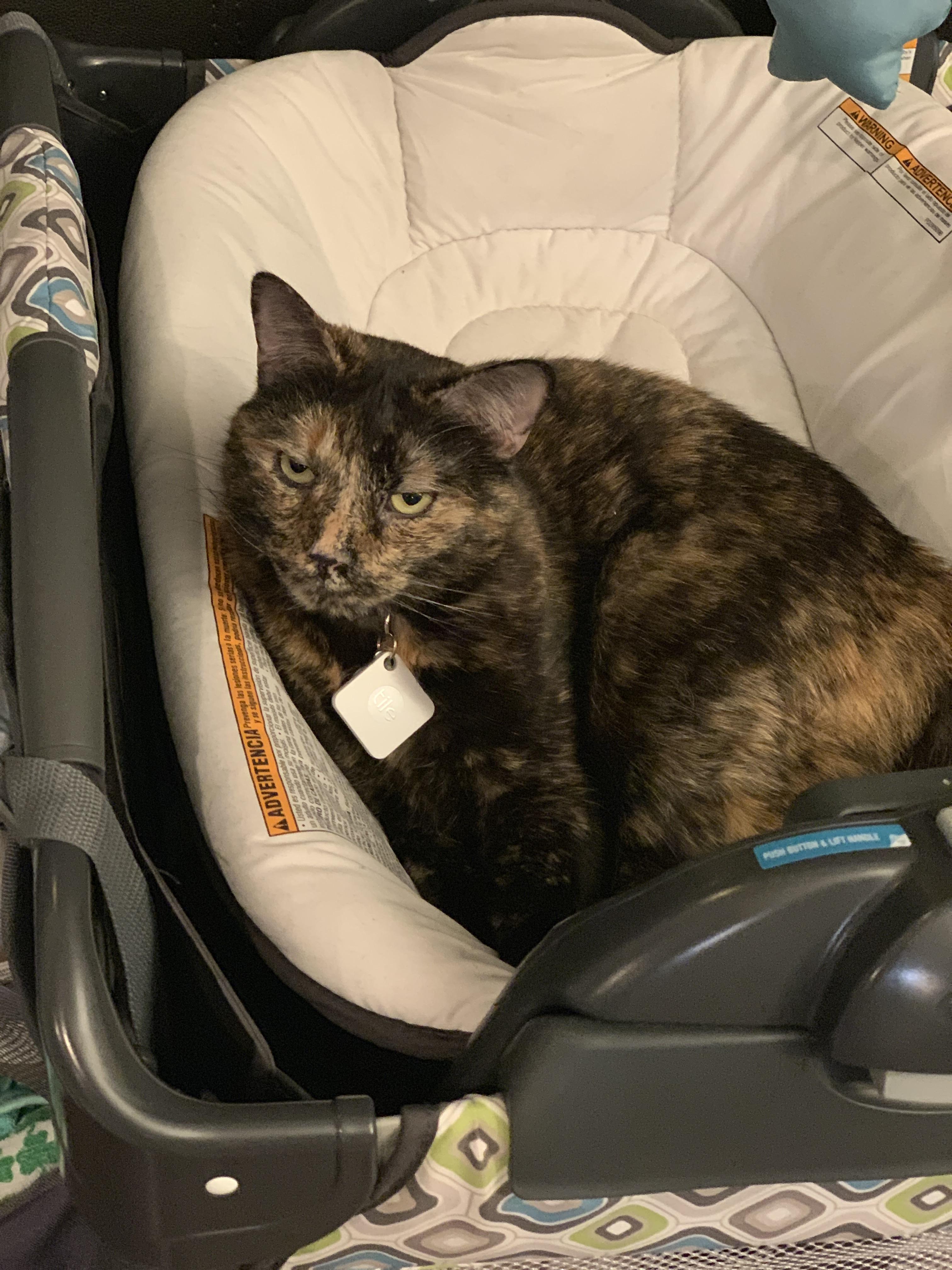 Bonzai was having a mild reaction to her rabies vaccine