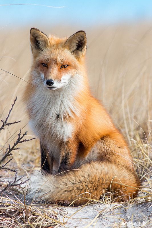 Red fox looking majestic as ! r/foxes
