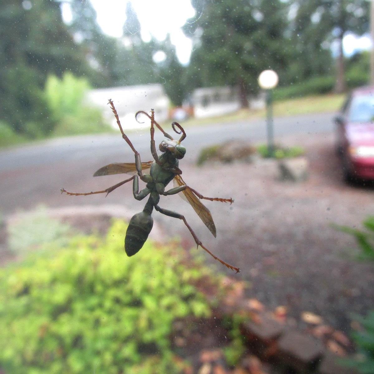Is this an ant? Why is it green? [Western Washington] r/whatsthisbug