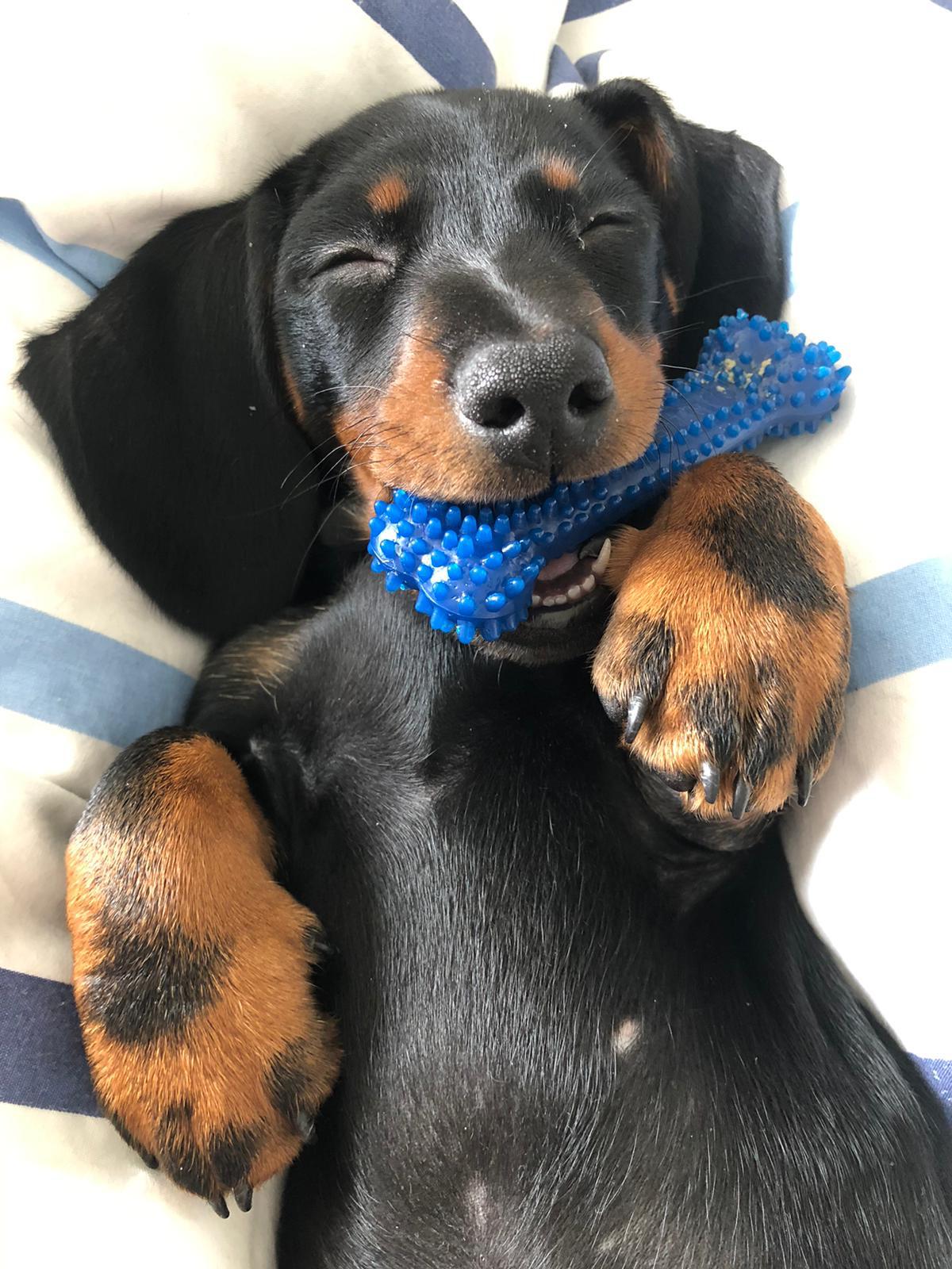 Meet Otis, my 3 month old mini dachshund! He played a little too hard