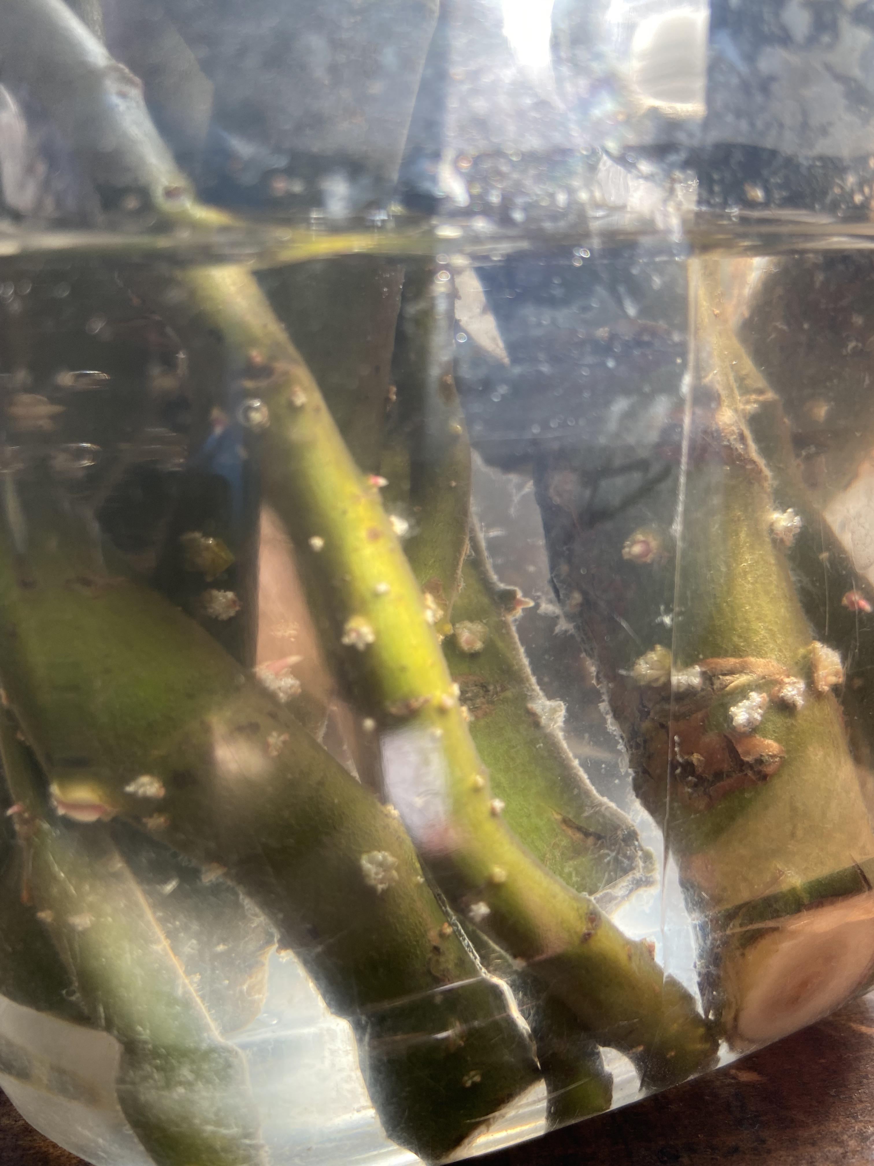 corkscrew willows cuttings are rooting….. now what? how do i prepare