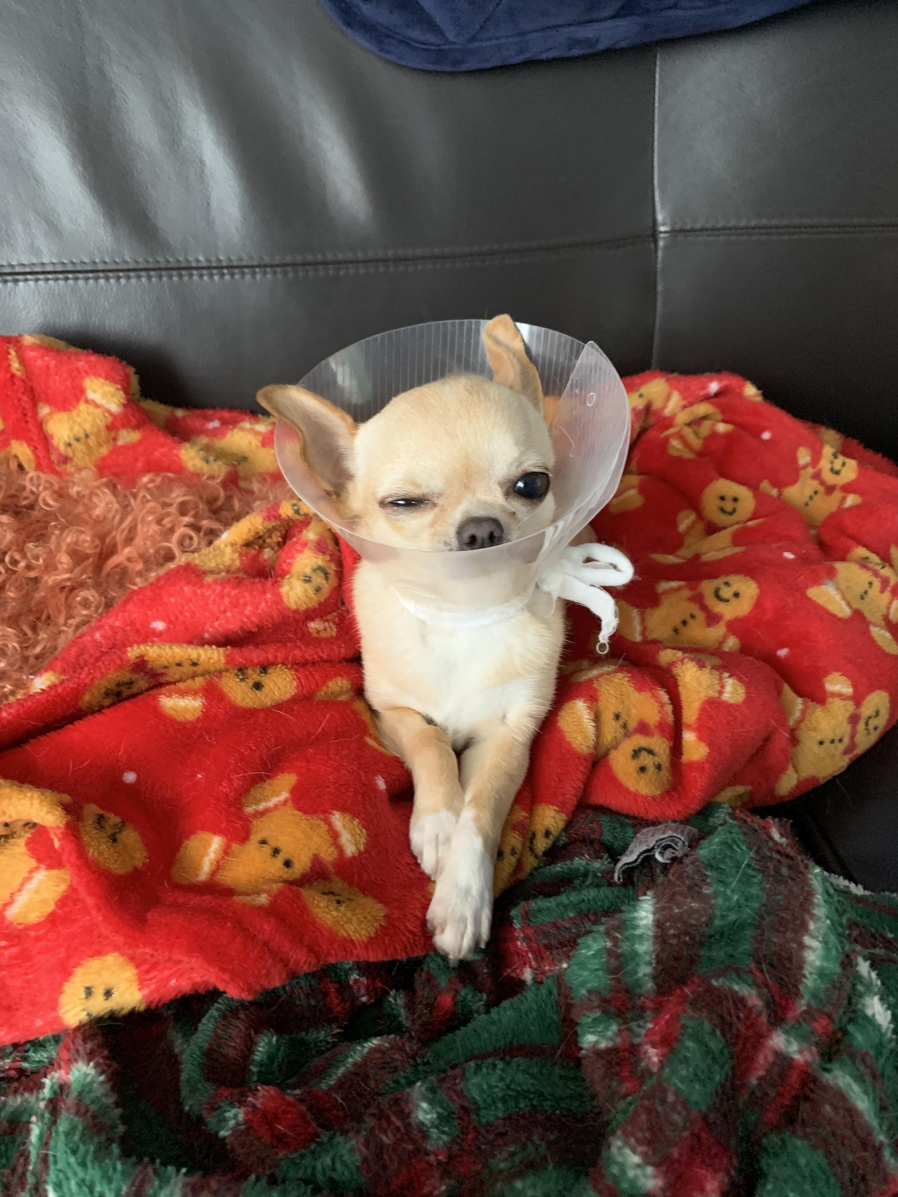 Delilah is the height of cone fashion. r/Chihuahua