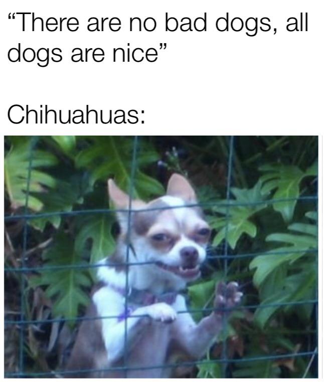 Are Chihuahuas Bad For Dogs