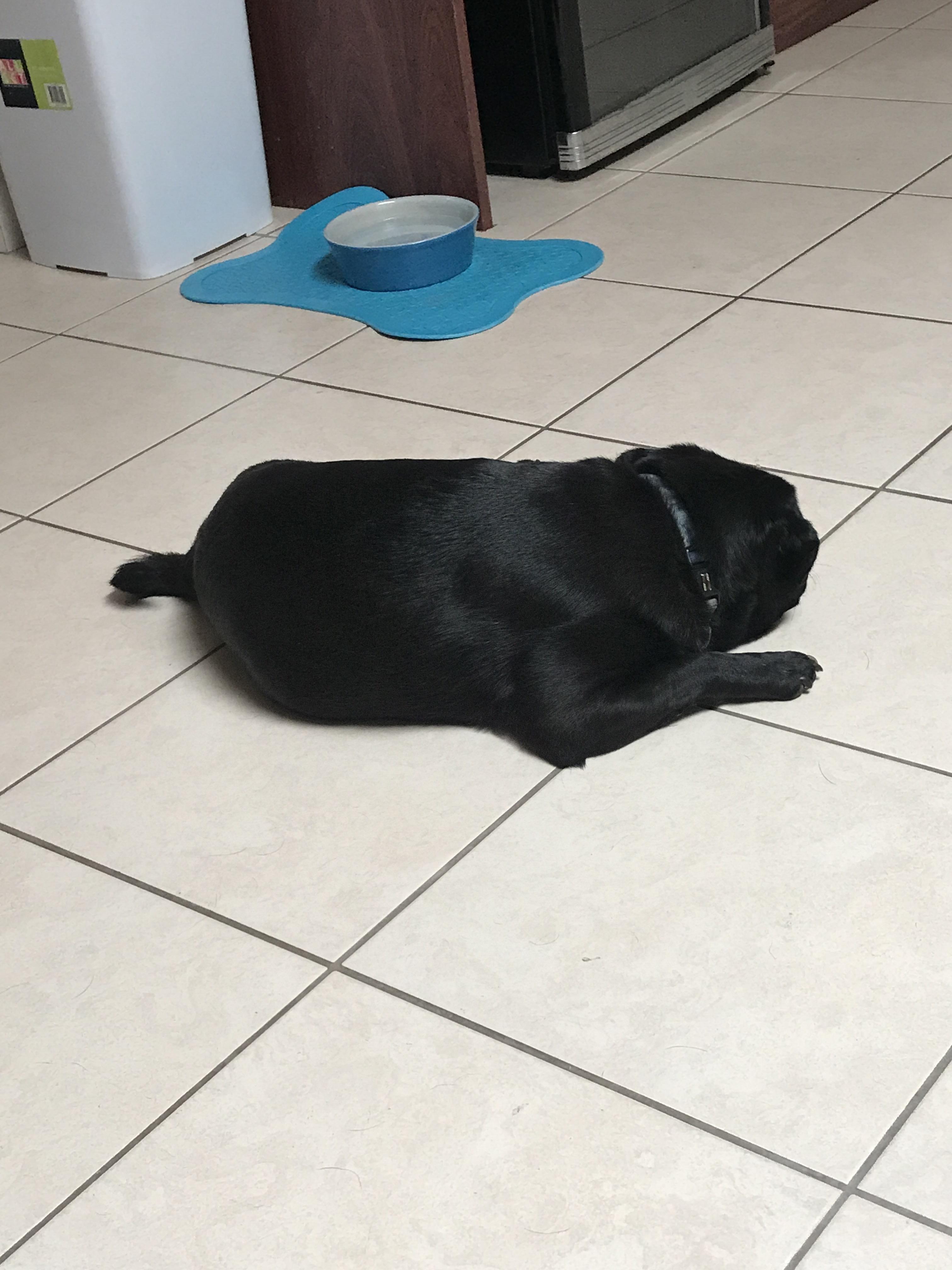 My pug keeping cool in this heat. r/melbourne