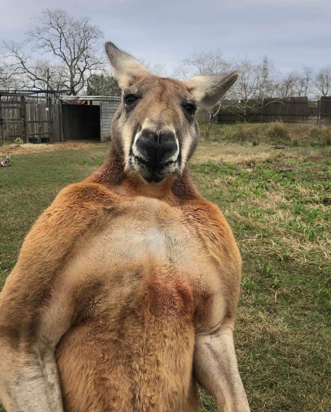 Buffed up kangaroo r/funny