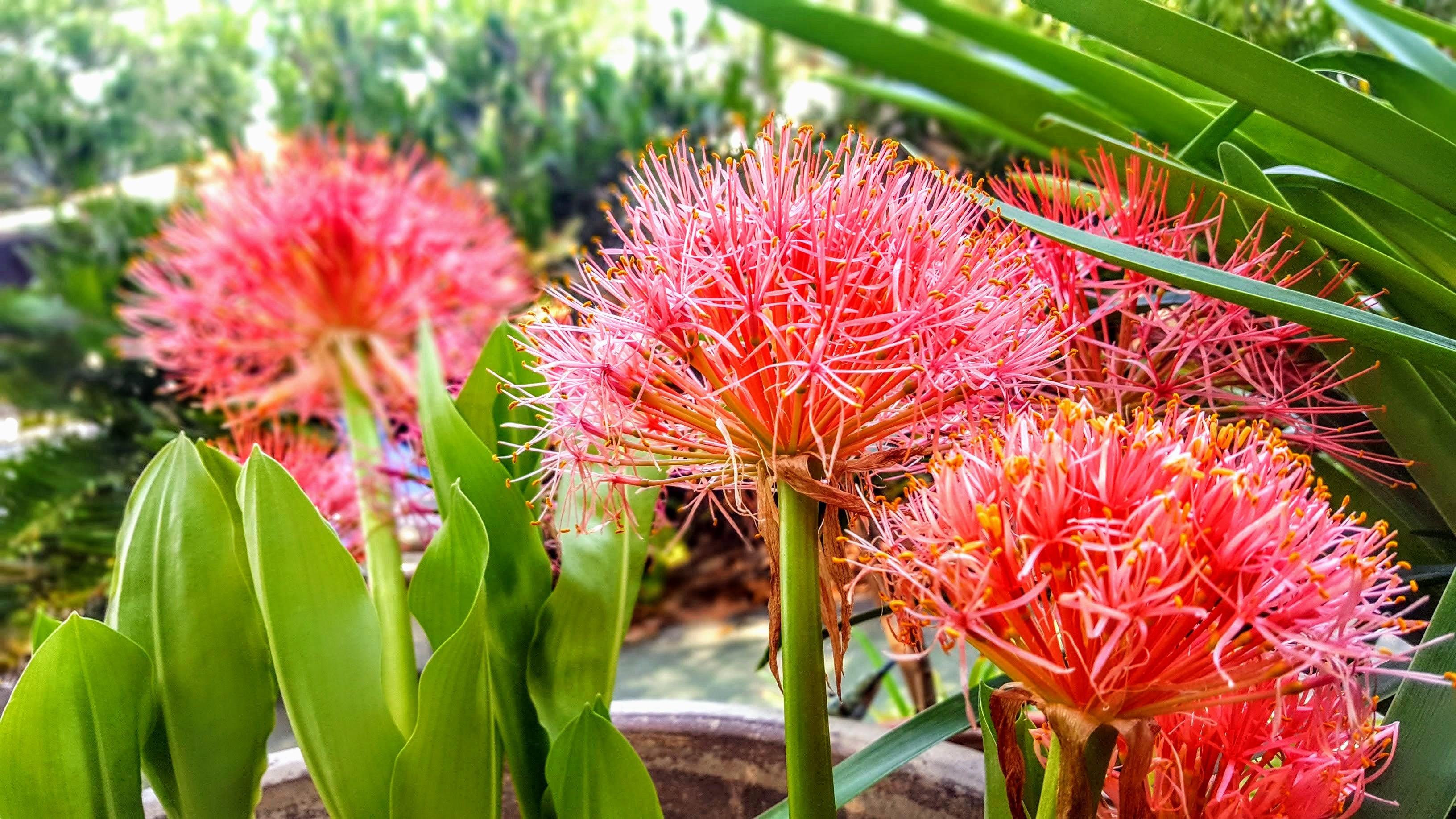 My Favorite Flower the Blood Lily r/gardening