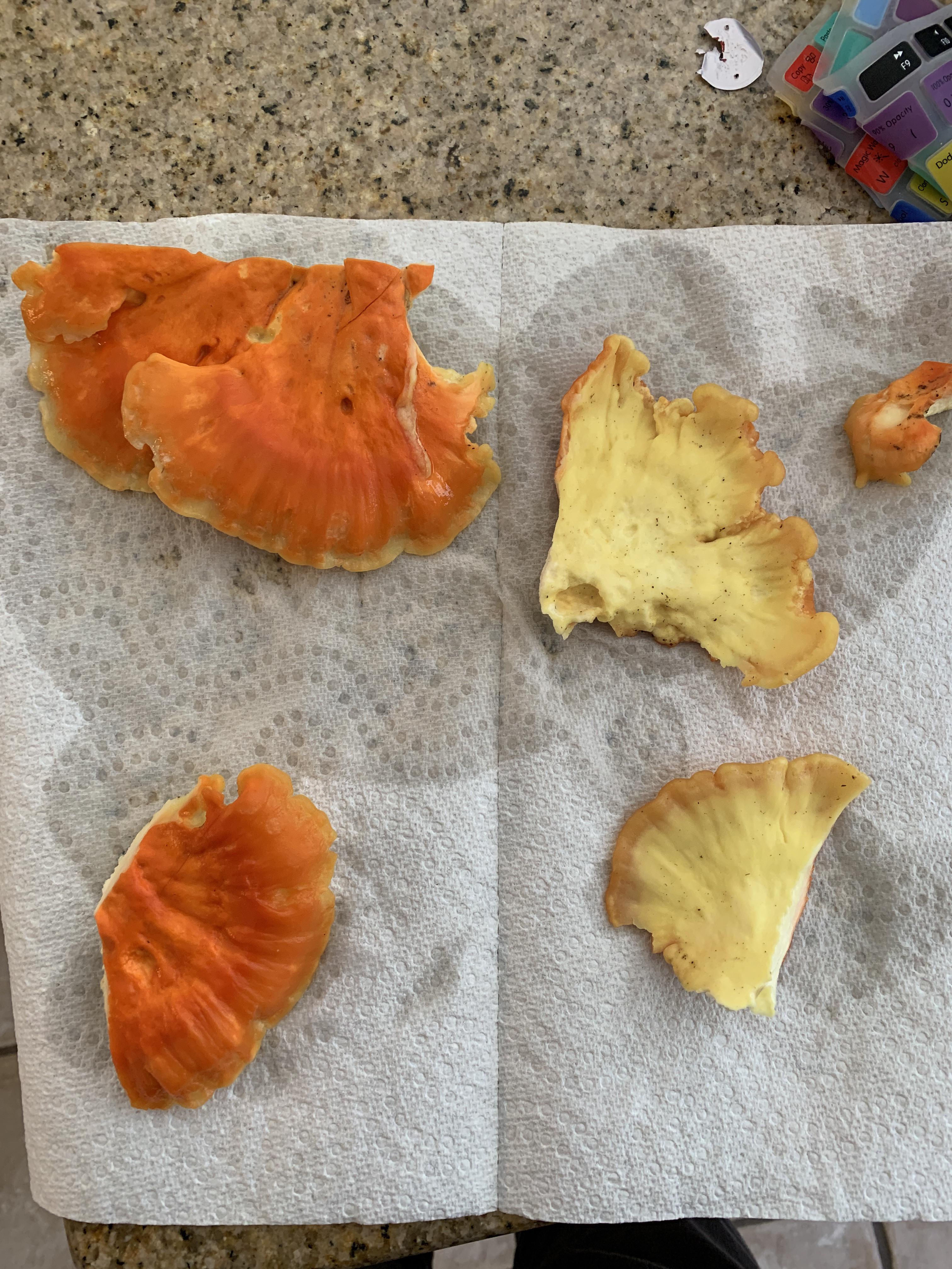 [ID request] are these safe to eat found on a piece of log in NJ maybe