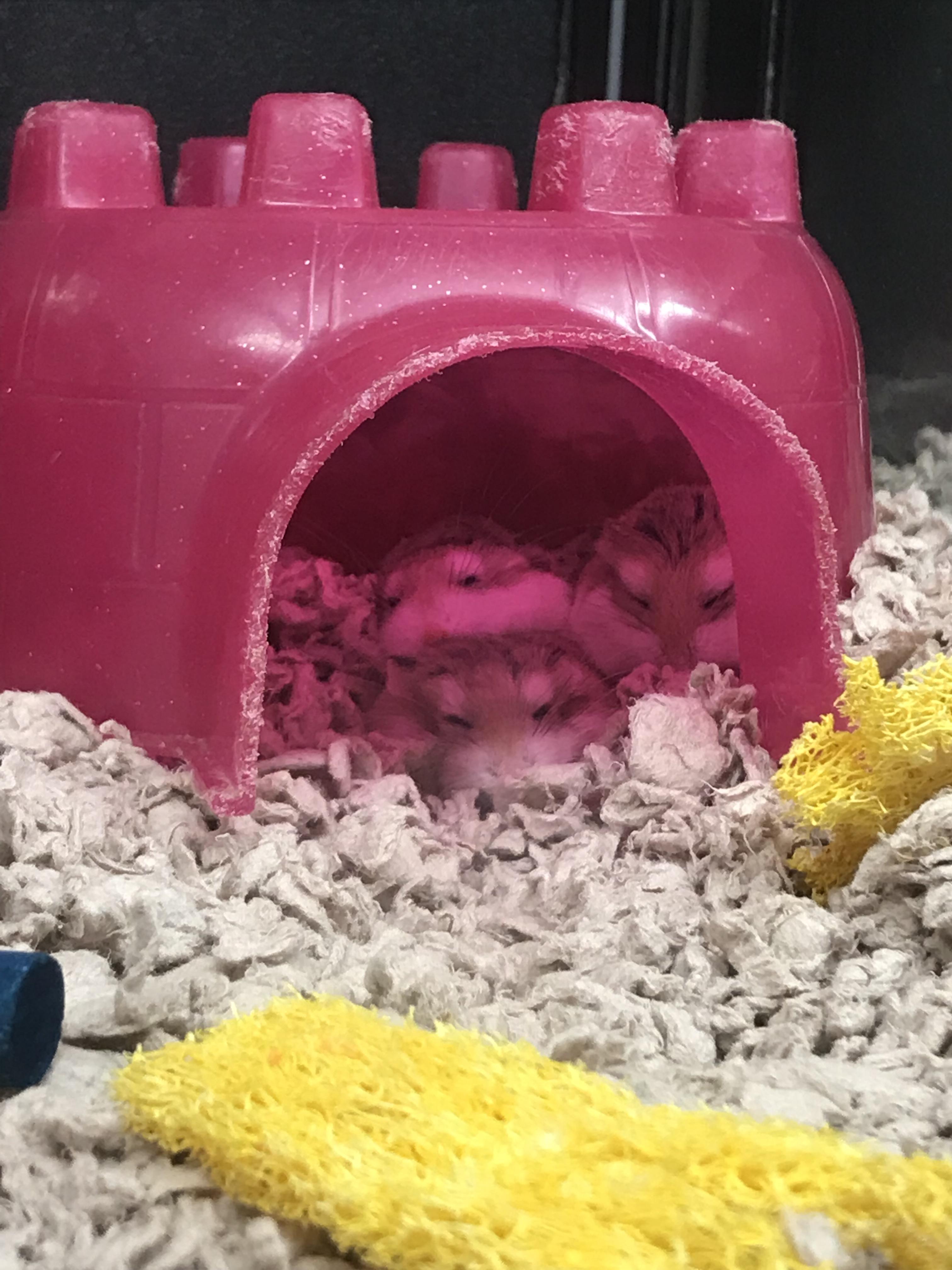 saw these cuties today at petsmart! r/hamsters