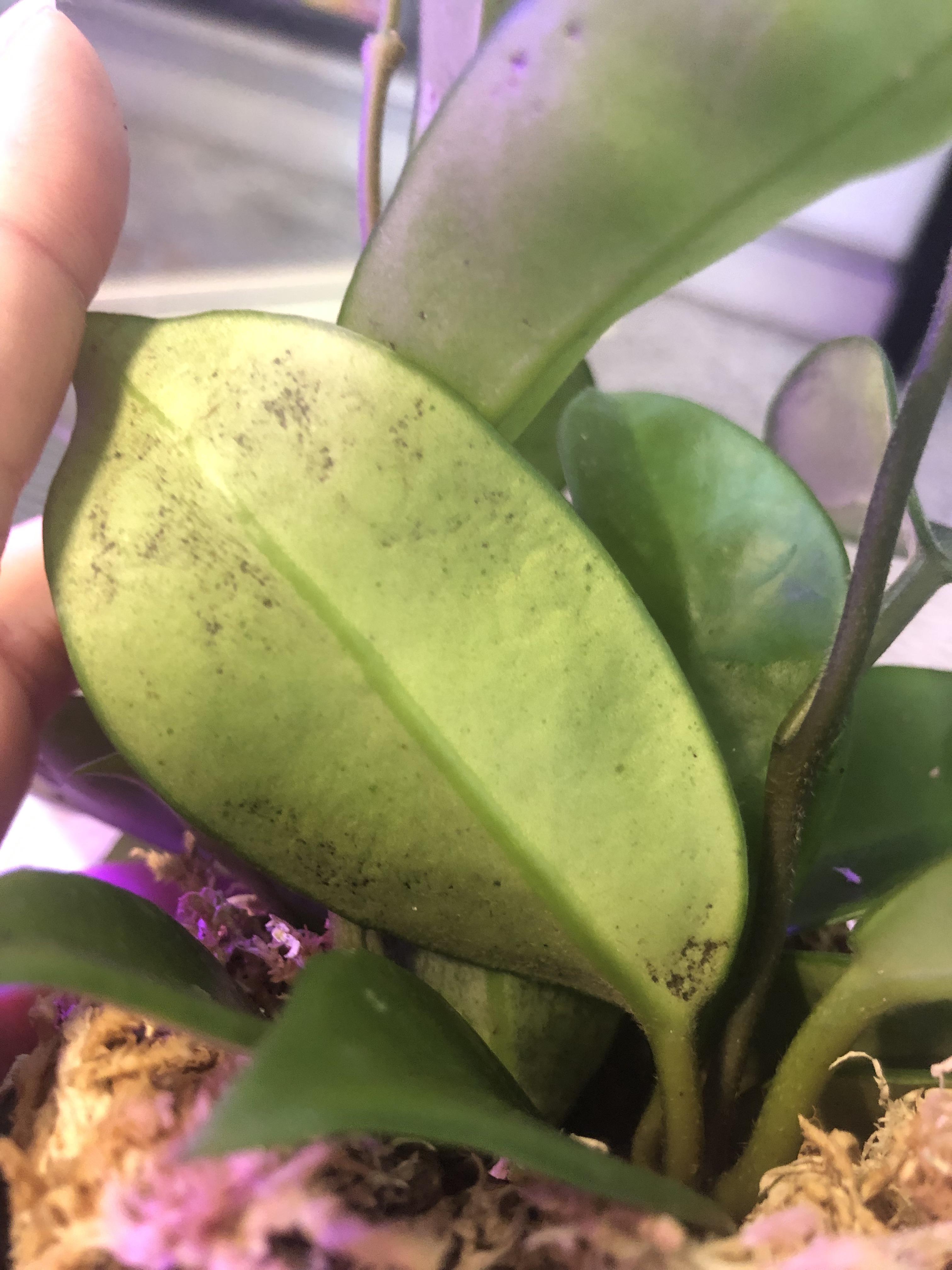 What are these black spots on my Hoya? r/plantclinic