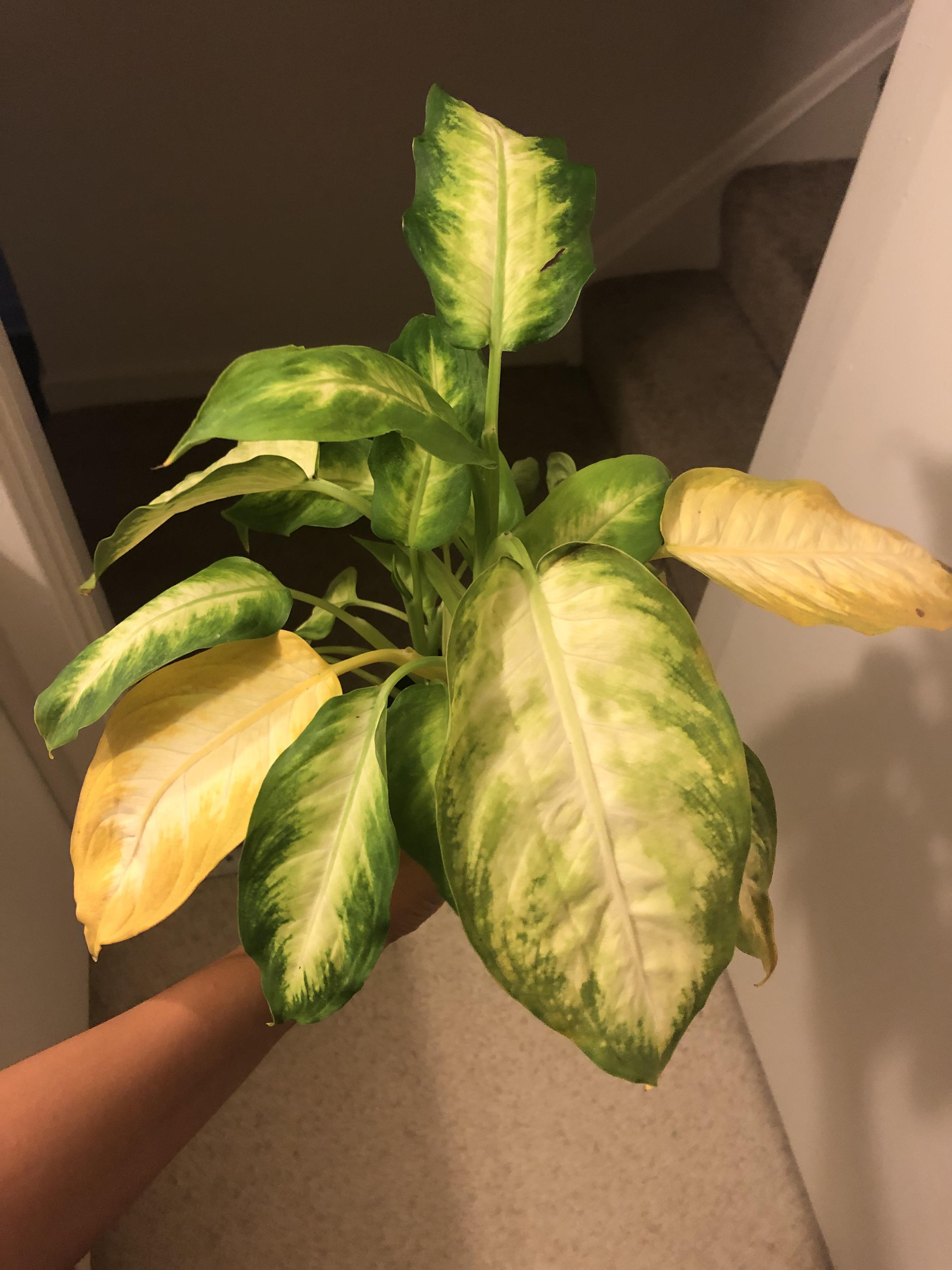 Help!!! Can someone help me identify why my plants leaves are turning