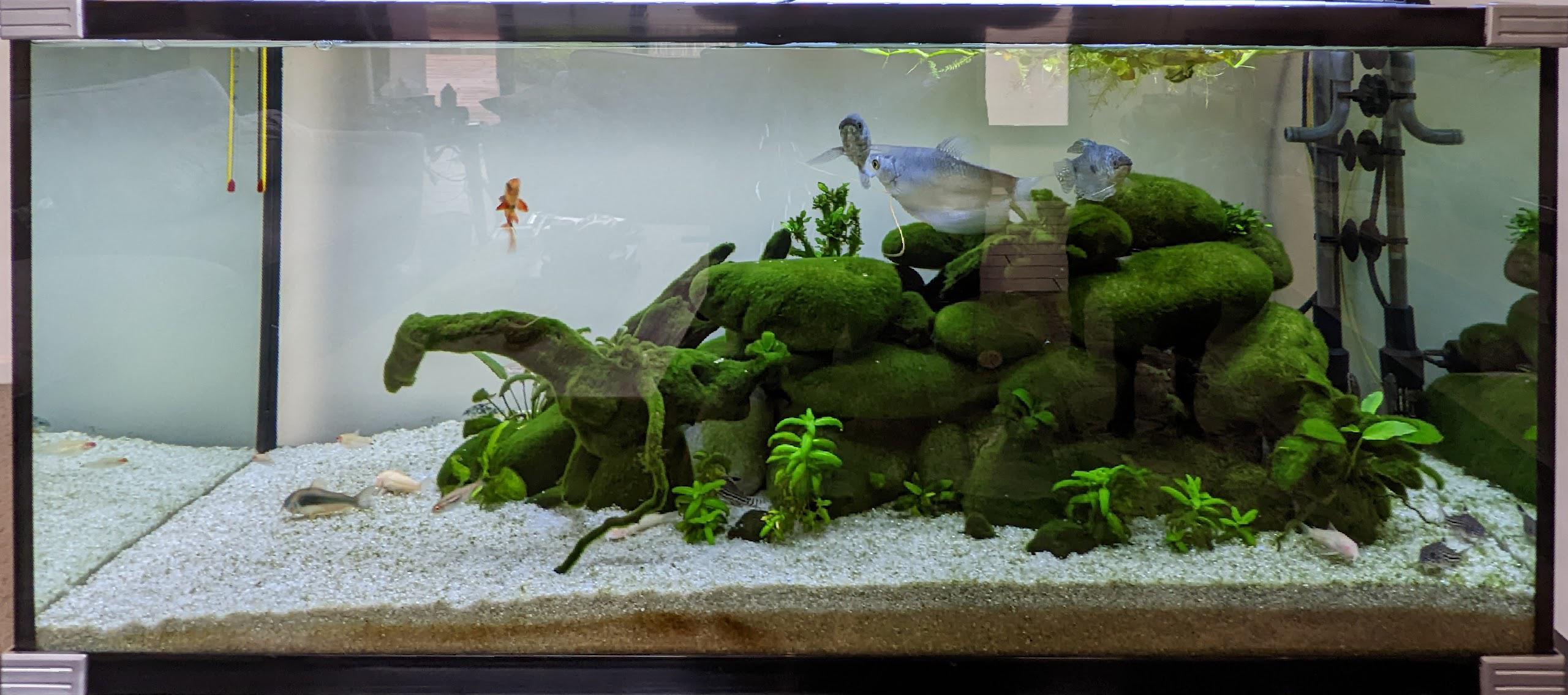 Looking for advice for reining in hair algae and green dust algae in my