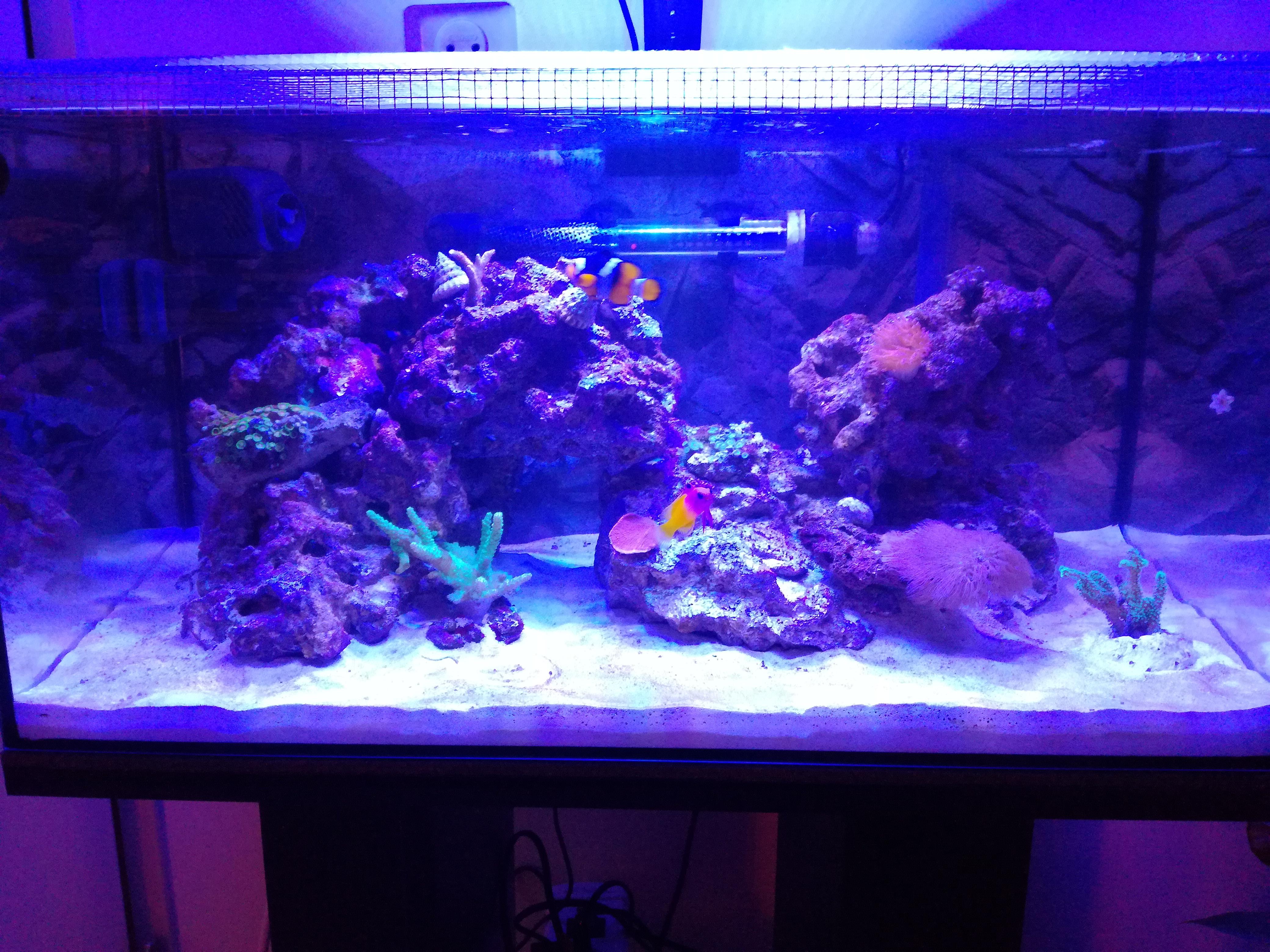 [FTS] Progress on my 16g nano reef tank r/ReefTank