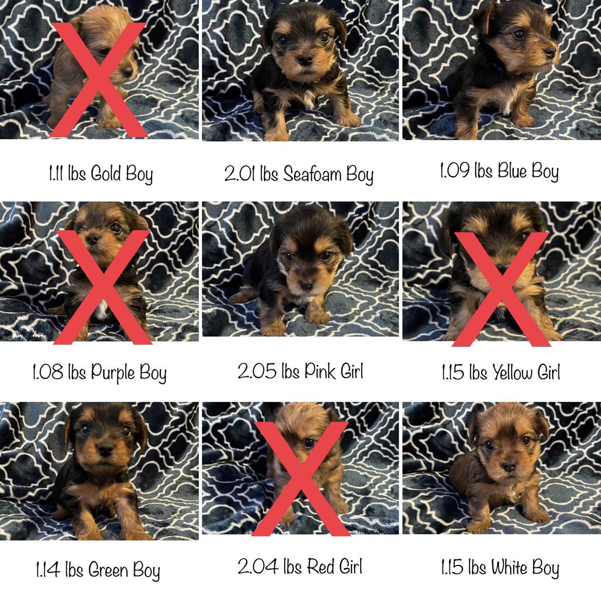 Yorkie pups 🐶 Gaining weight! Come see your puppy every other weekend