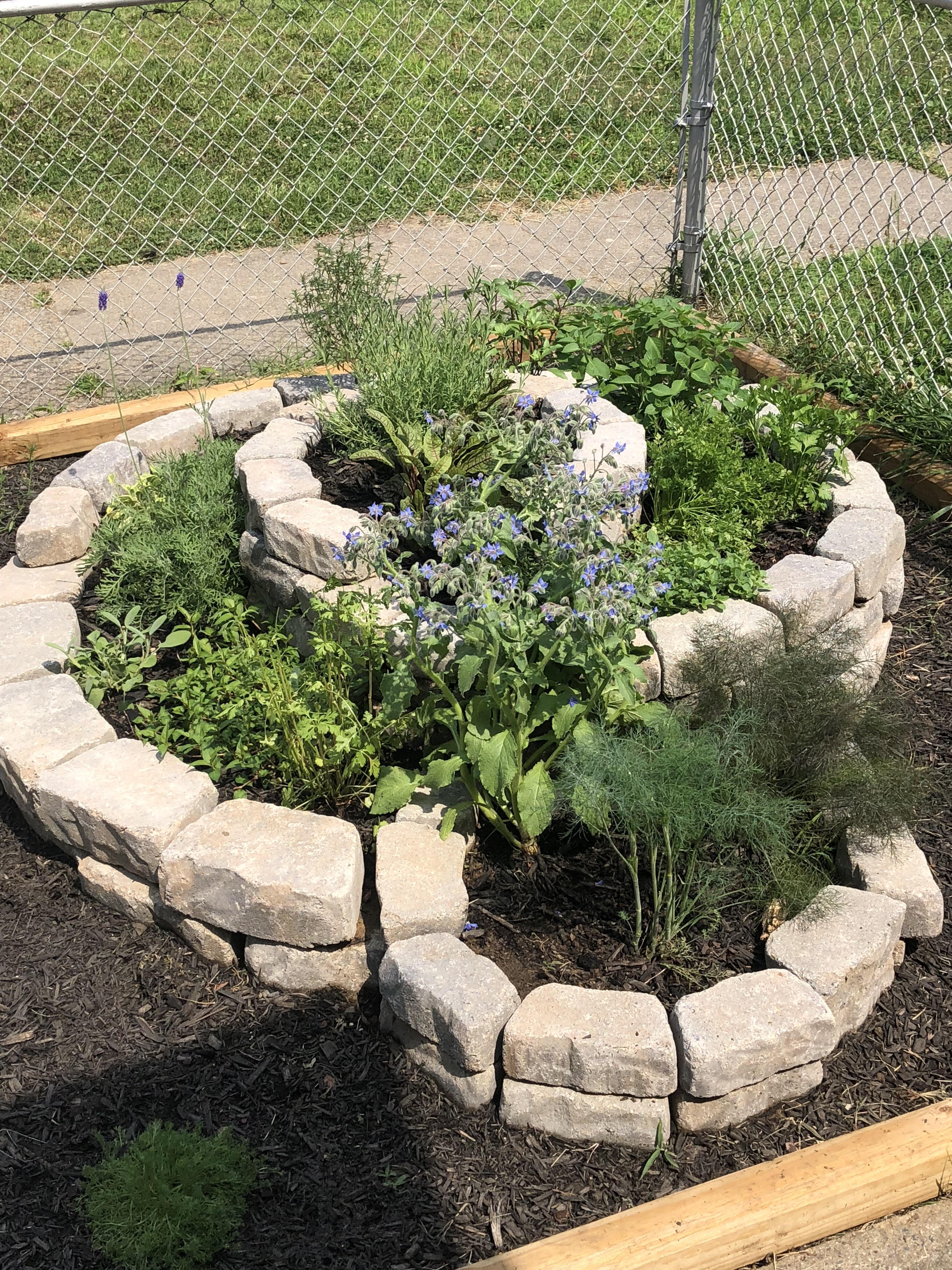 Spiral herb garden all grown up. r/gardening