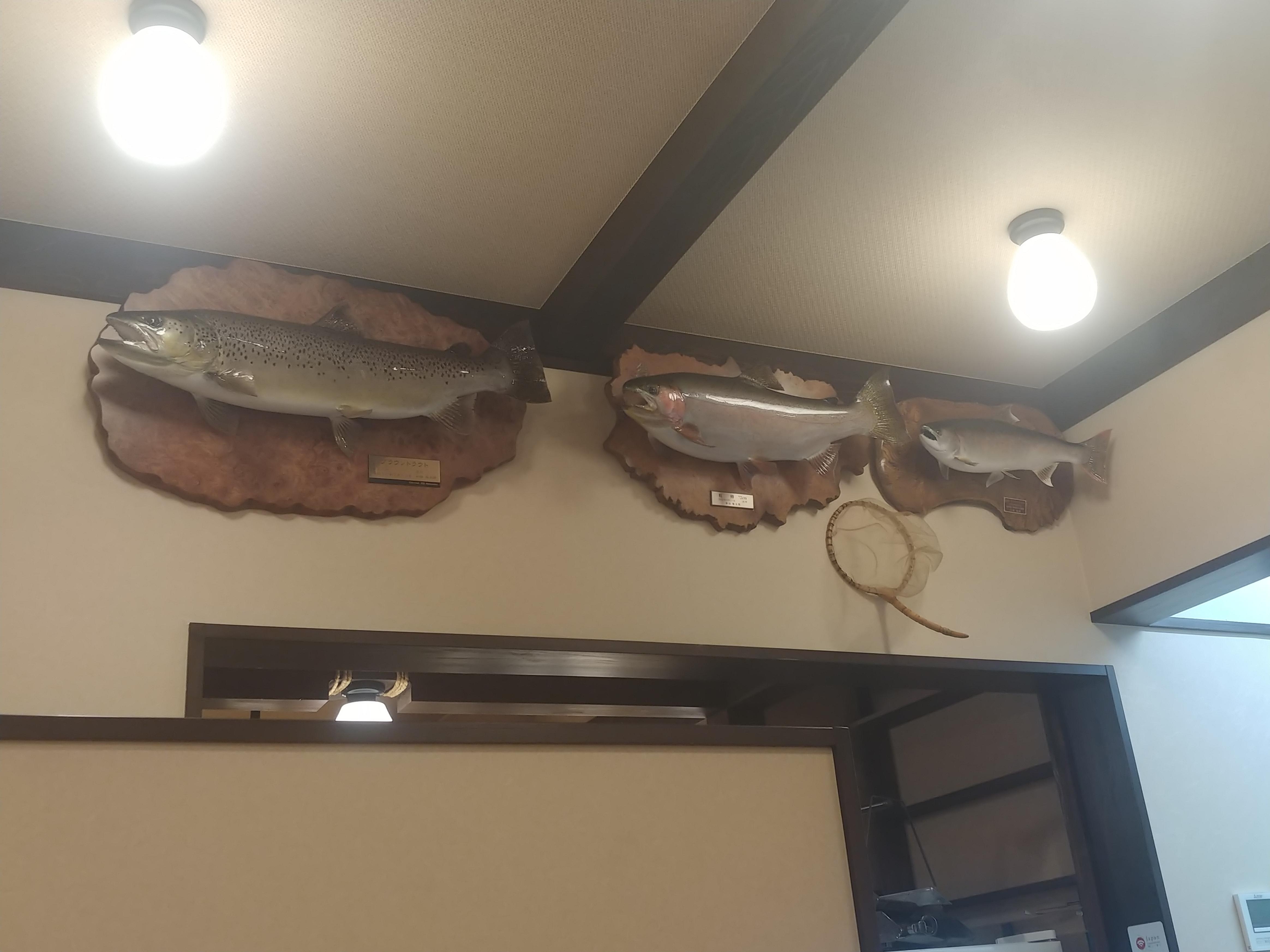 Saw this at my restaurant in Japan. The middle trout is 72 cm (28" in