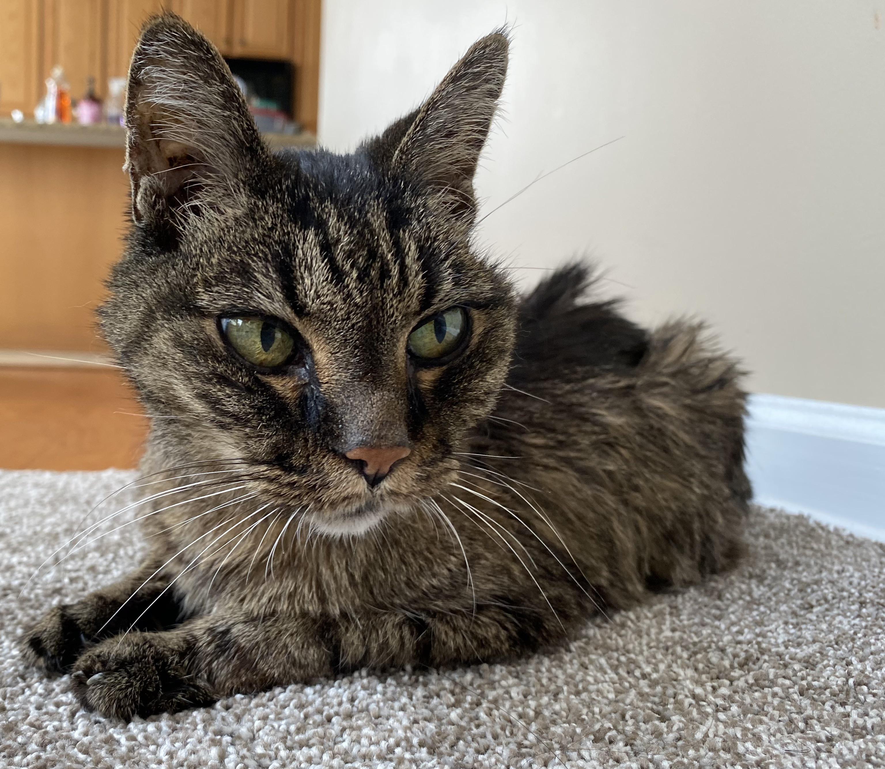 Recently found out that cats sometimes disappear if they sense they’re