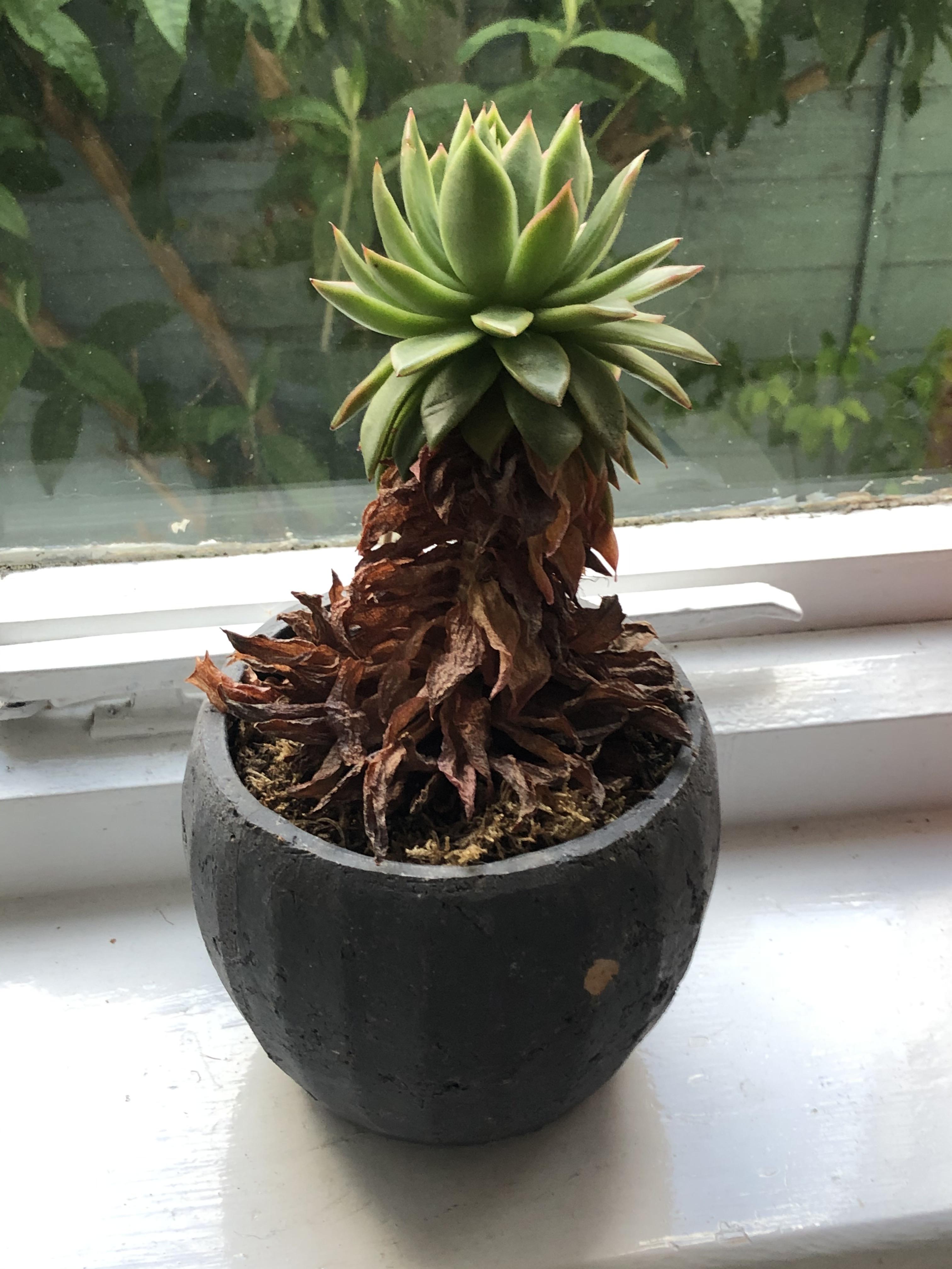 What to do with what seems to be a half dead succulent? r/succulents