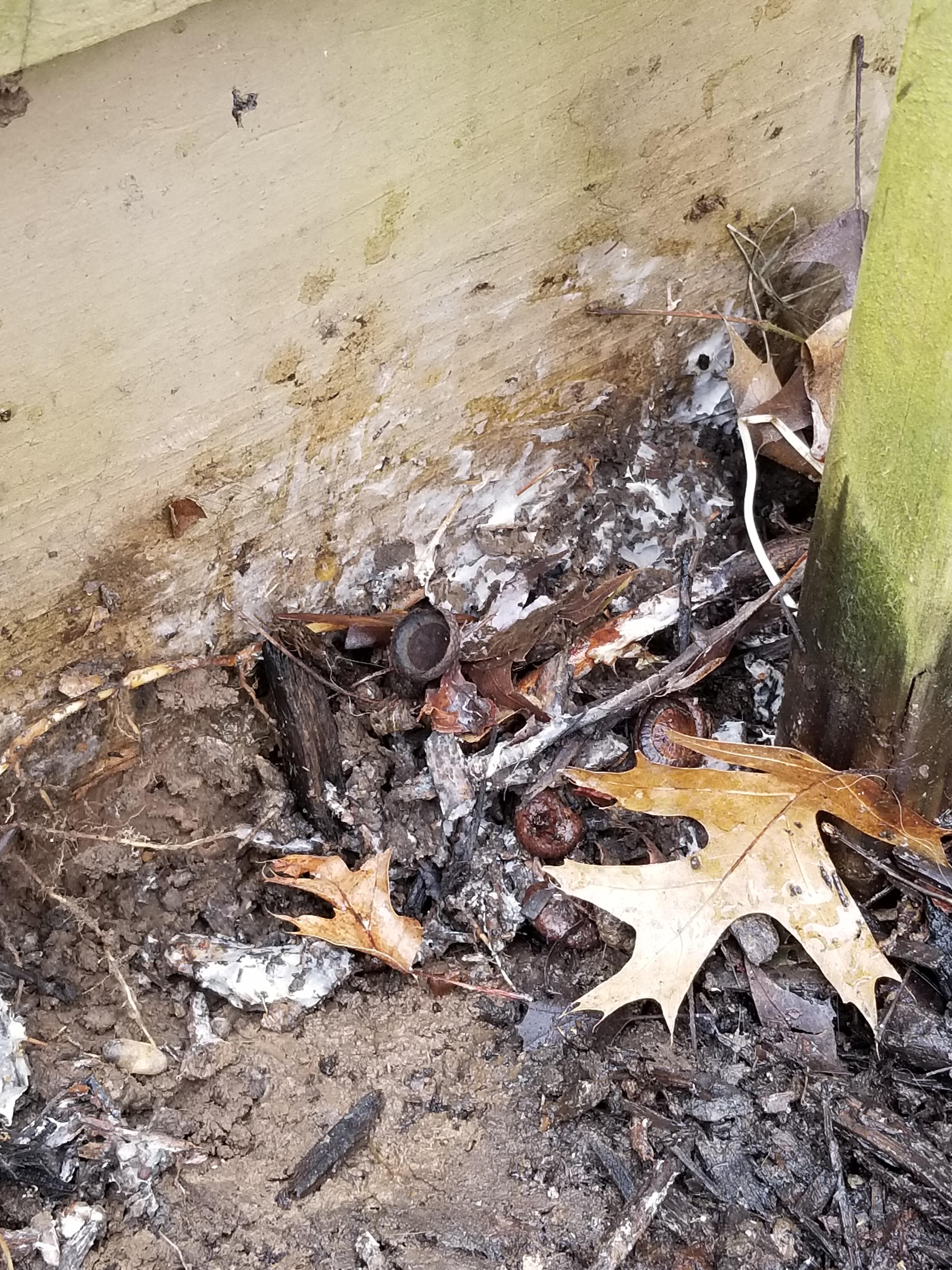 What is this white stuff and will it hurt my plants? r/gardening