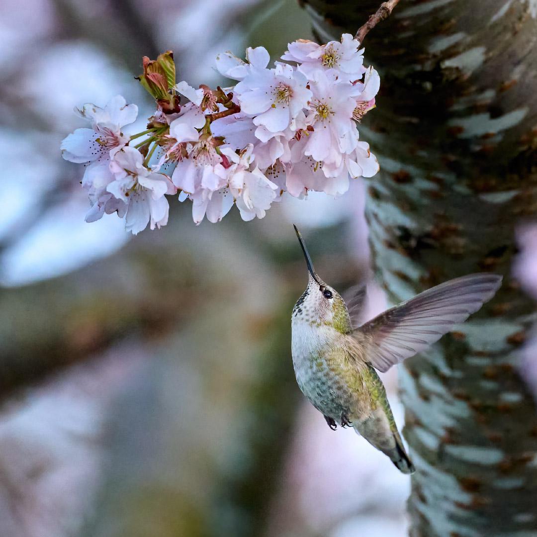 Hummingbird in a Cherry Blossom Tree r/wildlifephotography