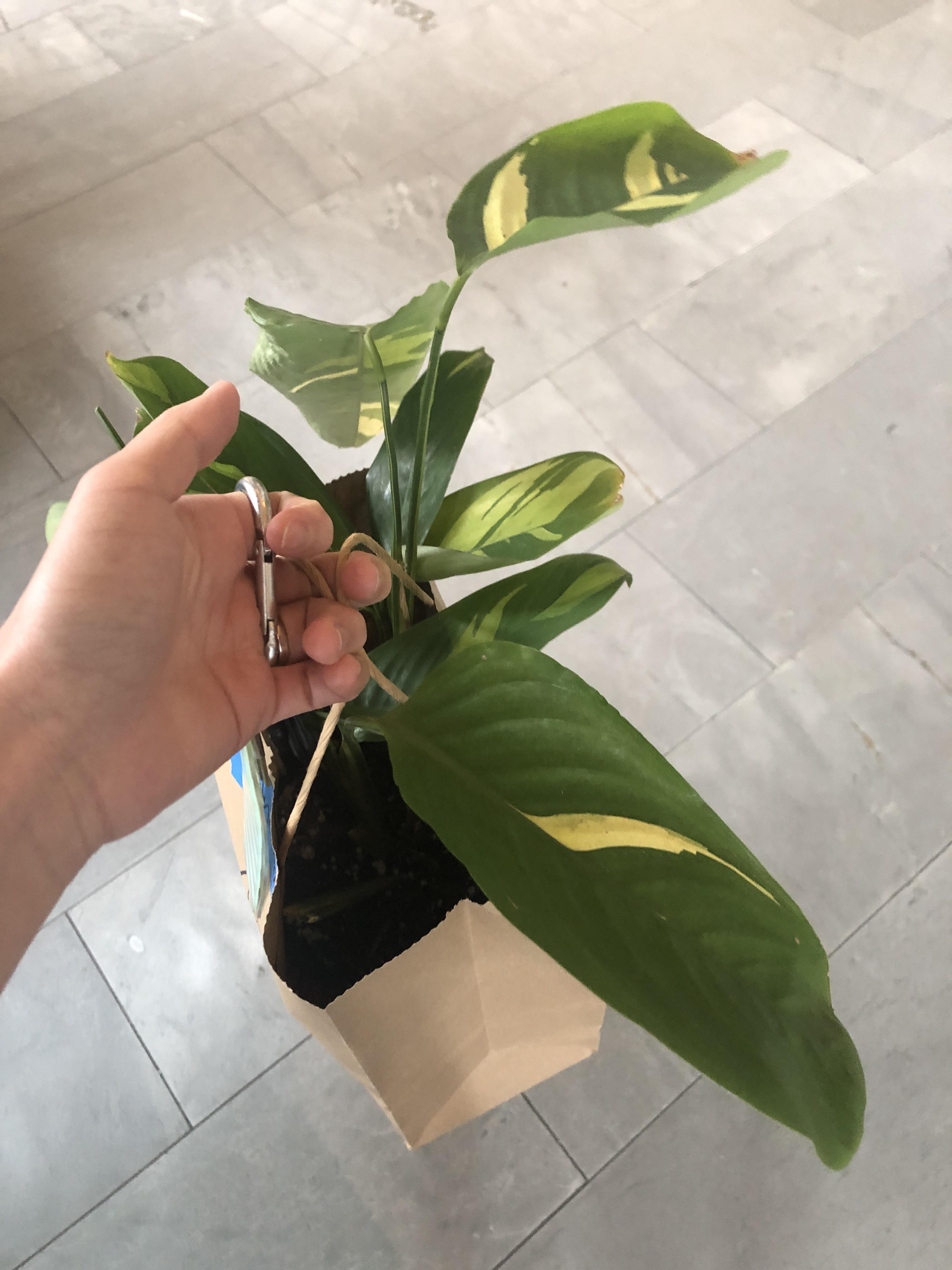 All the plant nurseries near me are closed but this one store does