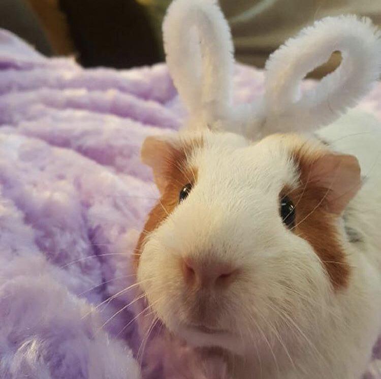 Guinea pig or bunny?? r/guineapigs
