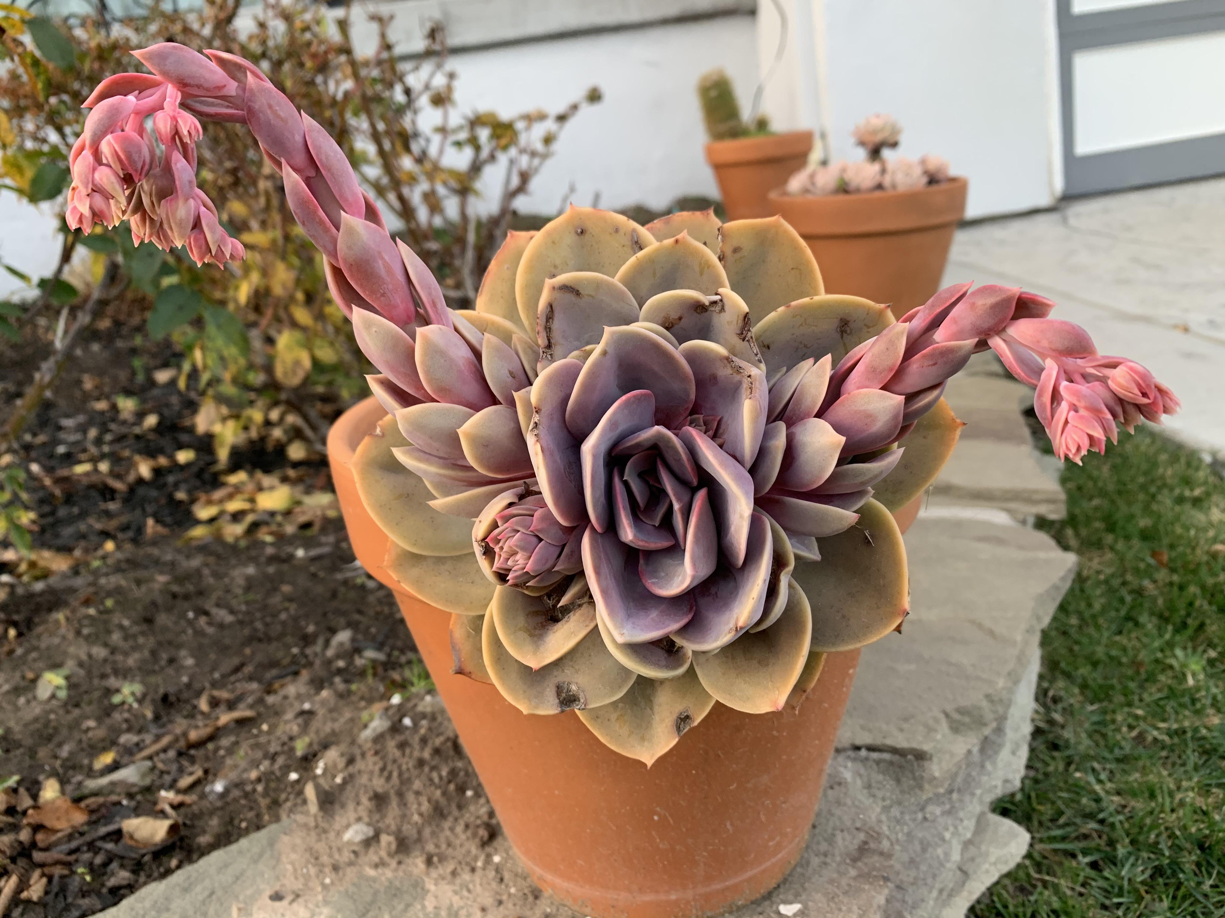 Quadruple bloom 😍! Death bloom😟?? succulents