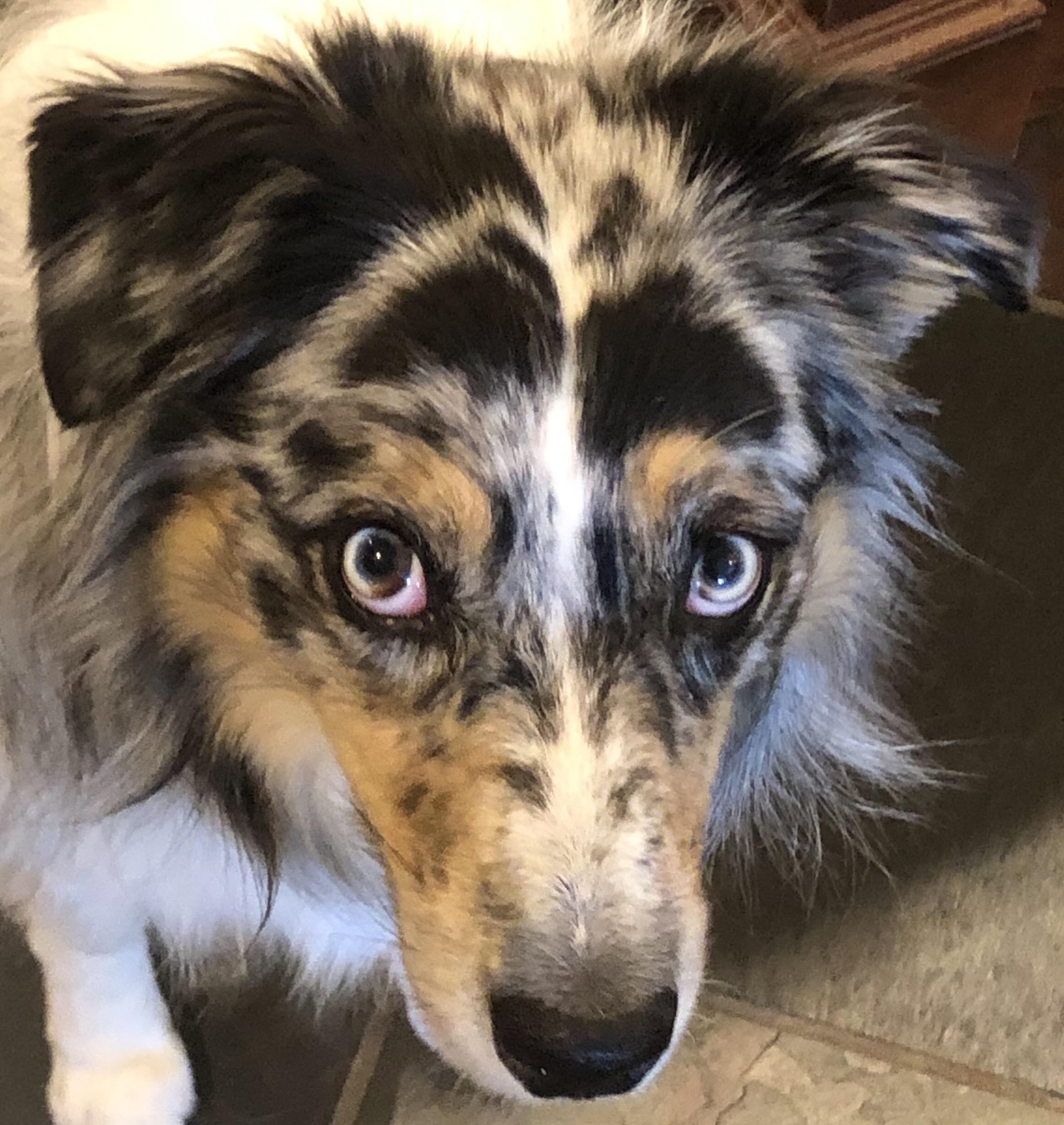 My dog’s irises have two colors in them. r/mildlyinteresting