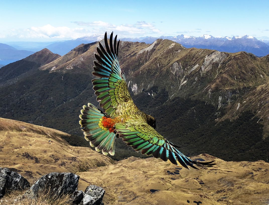 🔥 New Zealand Kea. The only alpine parrot in the world. r
