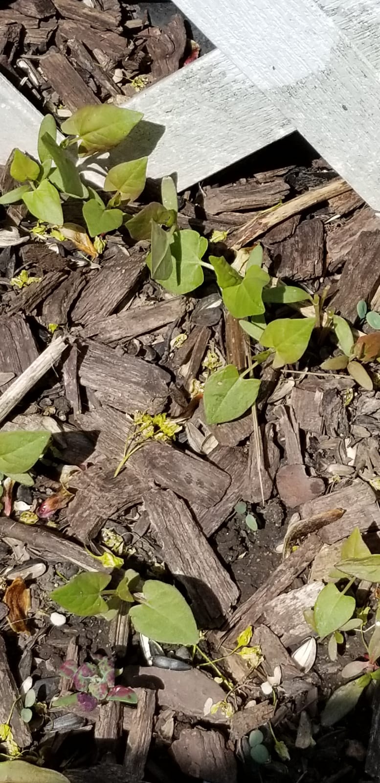 Help please, These vines are taking over my flower beds. What are they