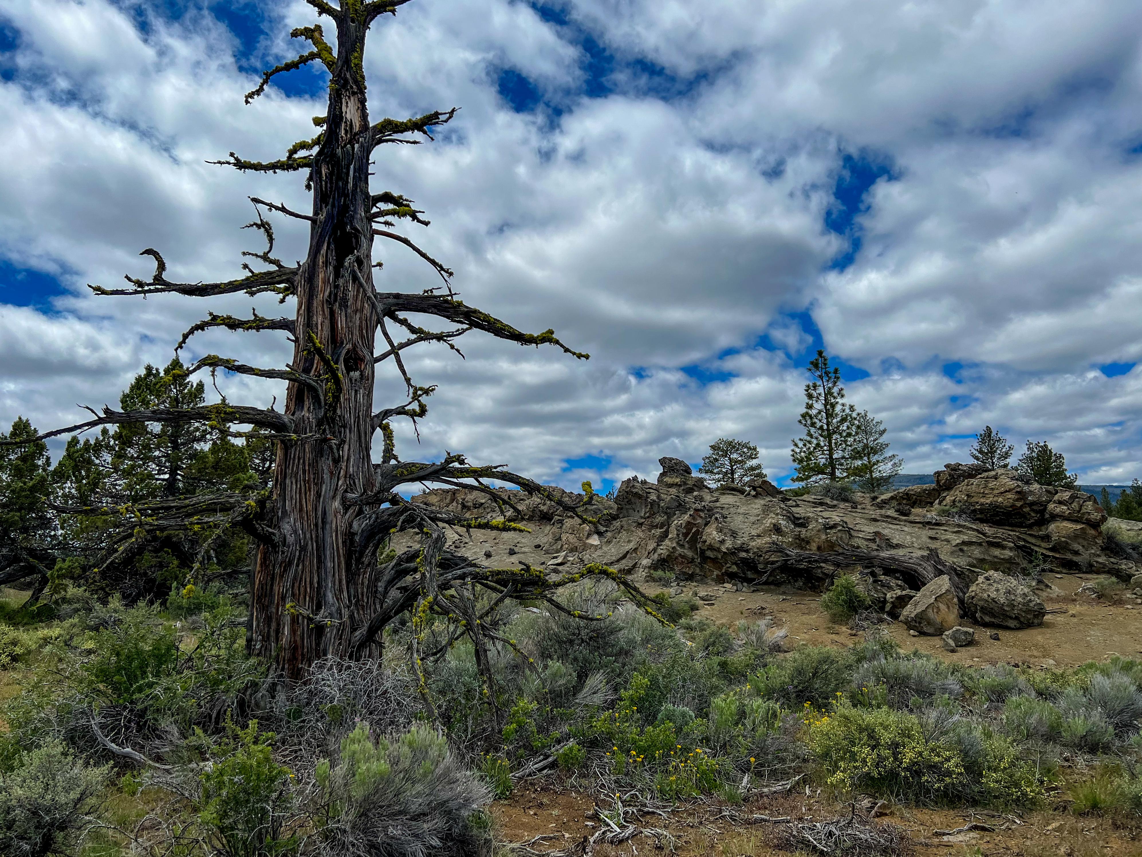 Devil's Garden near Sprague River, Oregon r/hiking