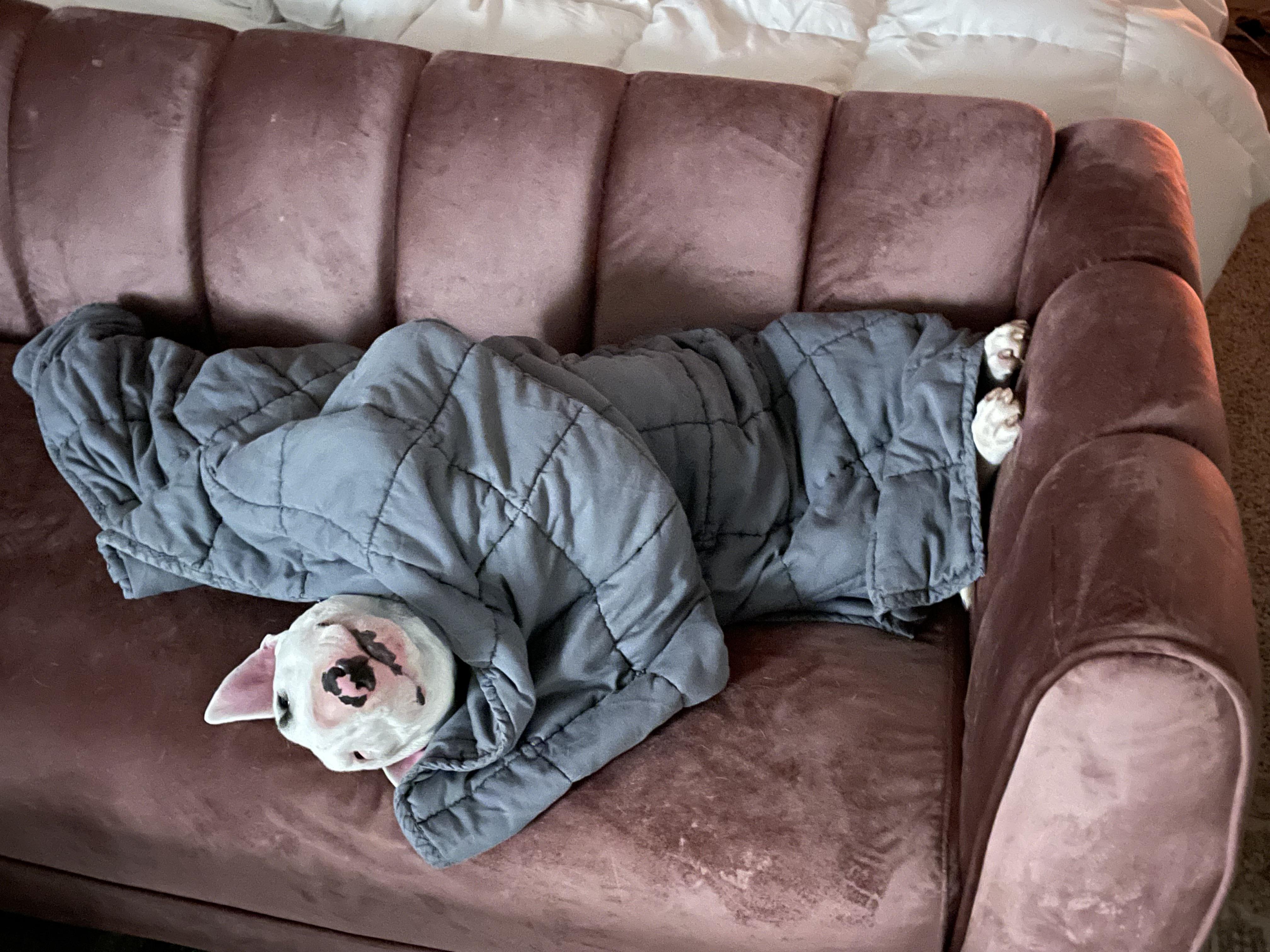 Best Weighted Blanket Posts Reddit