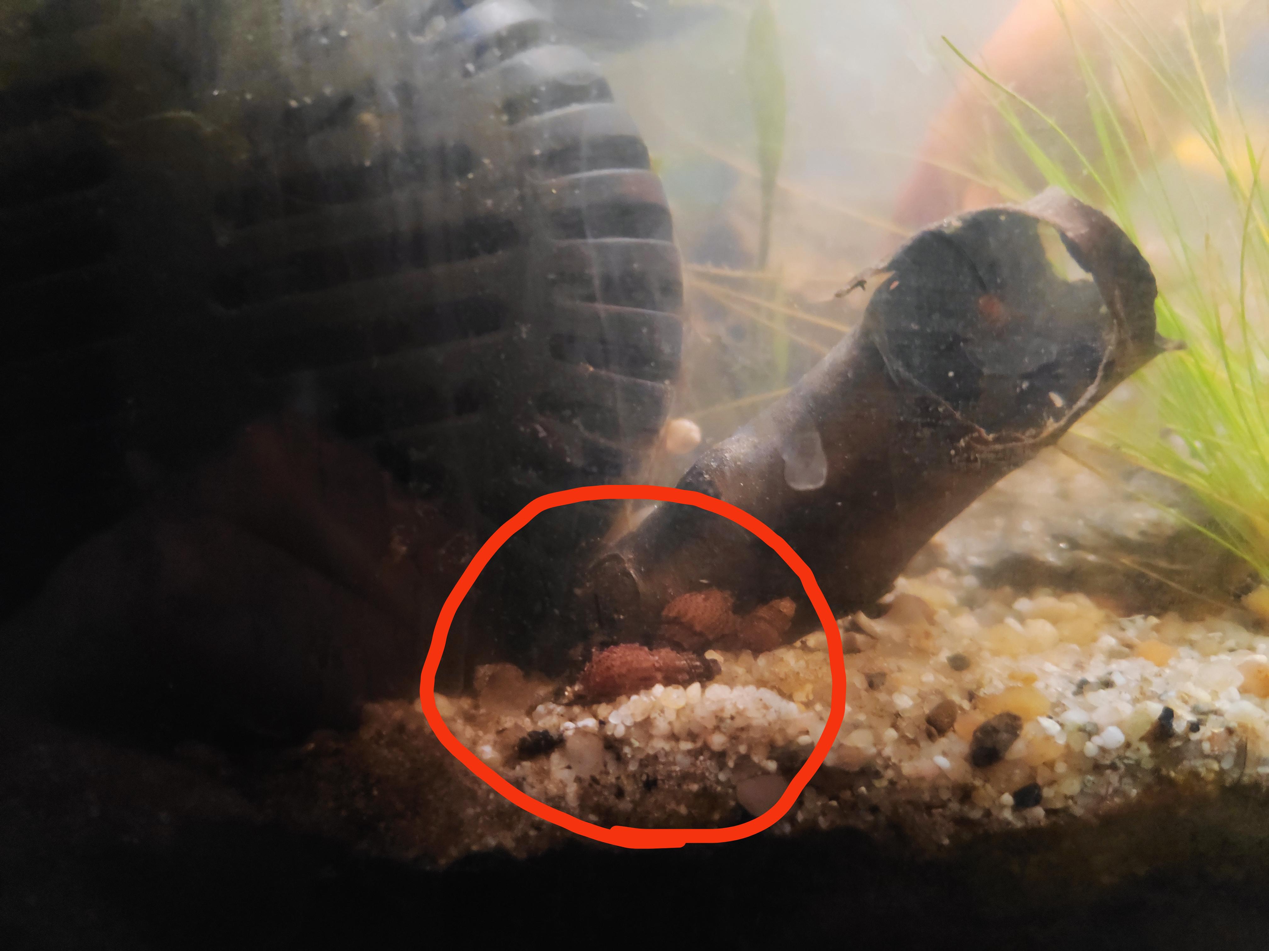 ID help please. These I think are some kind of mud snail, trey're a bit