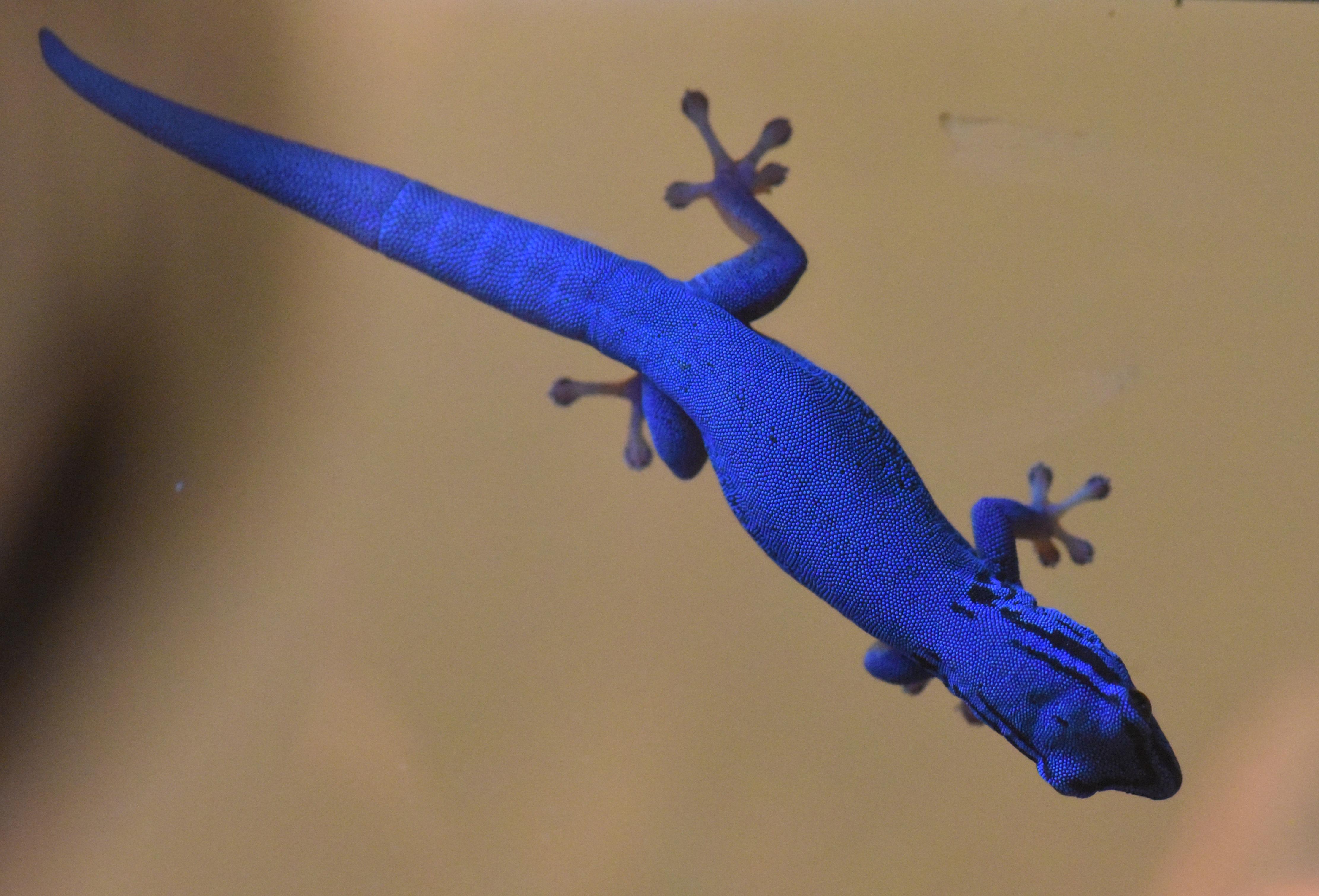 There's a reason they call them Electricblue geckos... (Lygodactylus