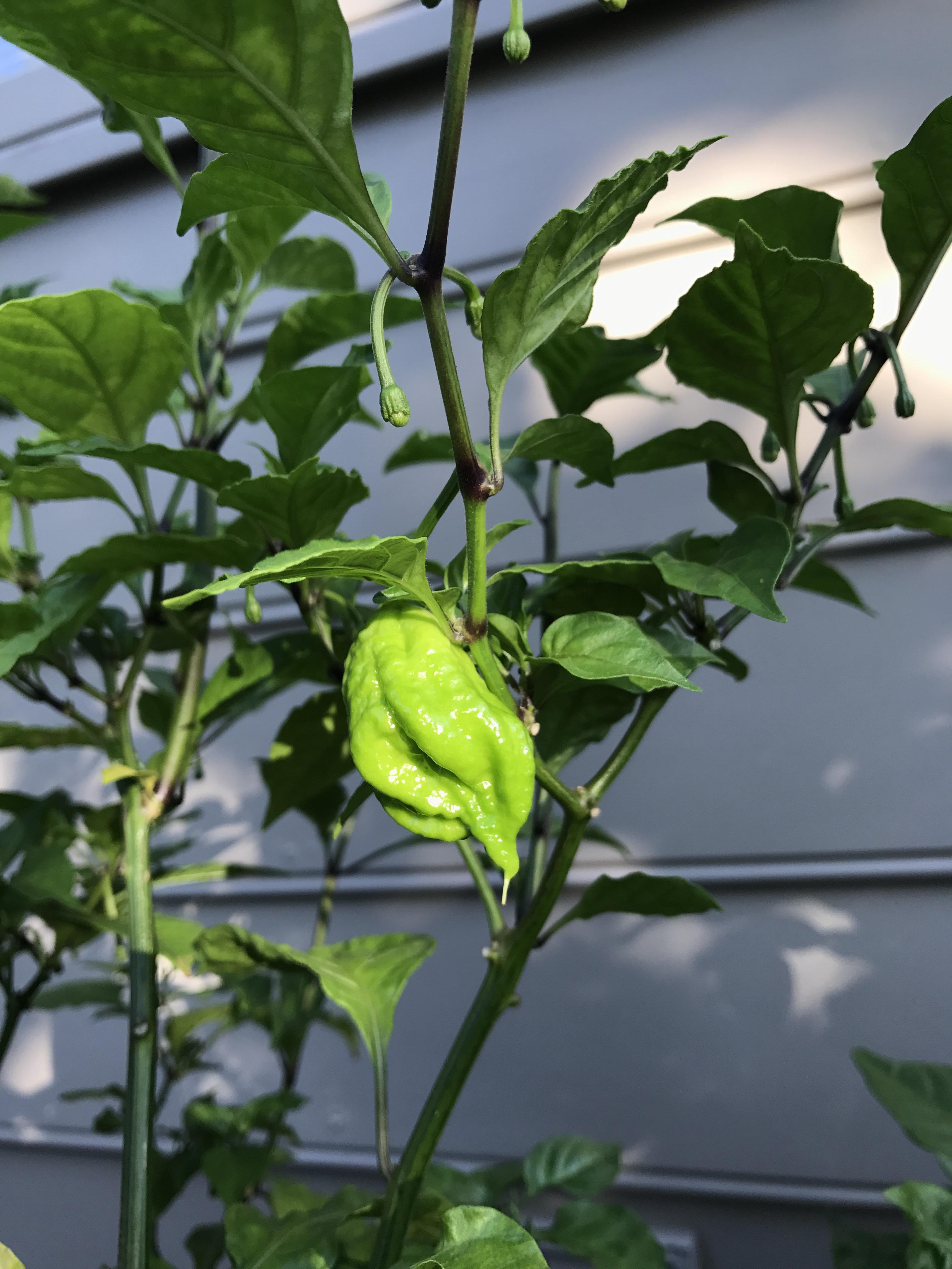 My first Carolina reaper pepper! r/botany