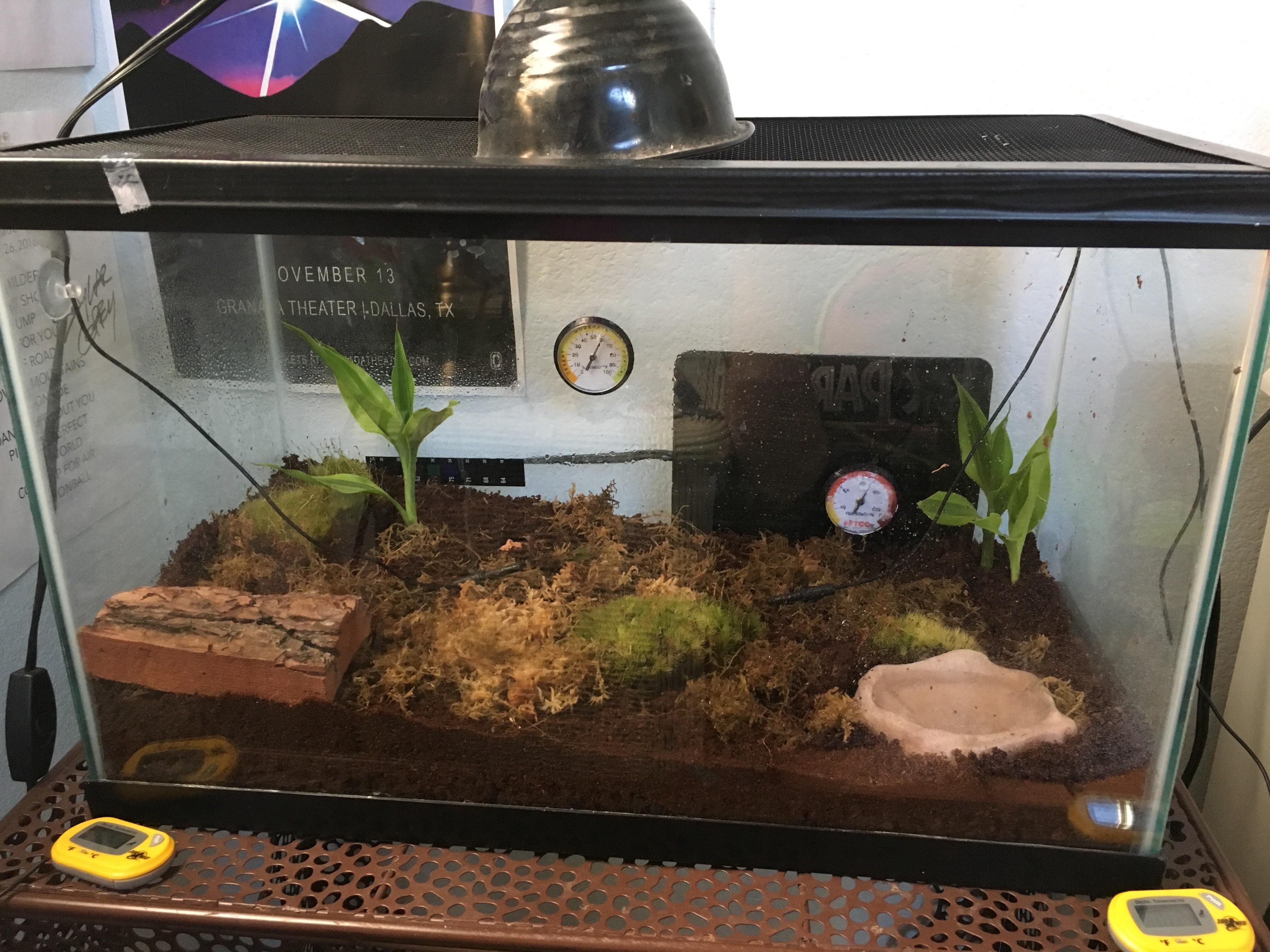 my new strawberry pacman setup! you can see her tiny pink head under