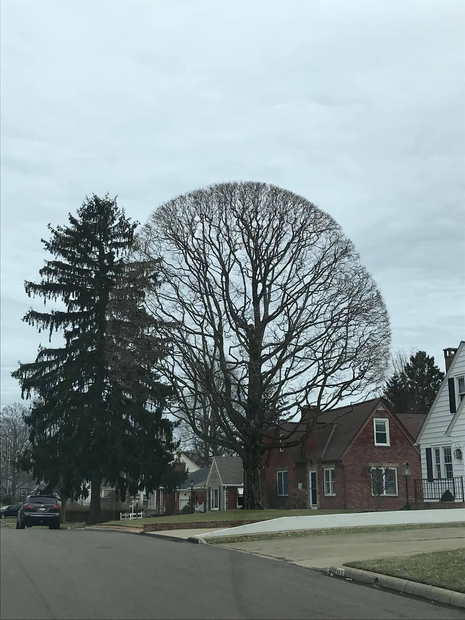 The most perfect round tree oddlysatisfying