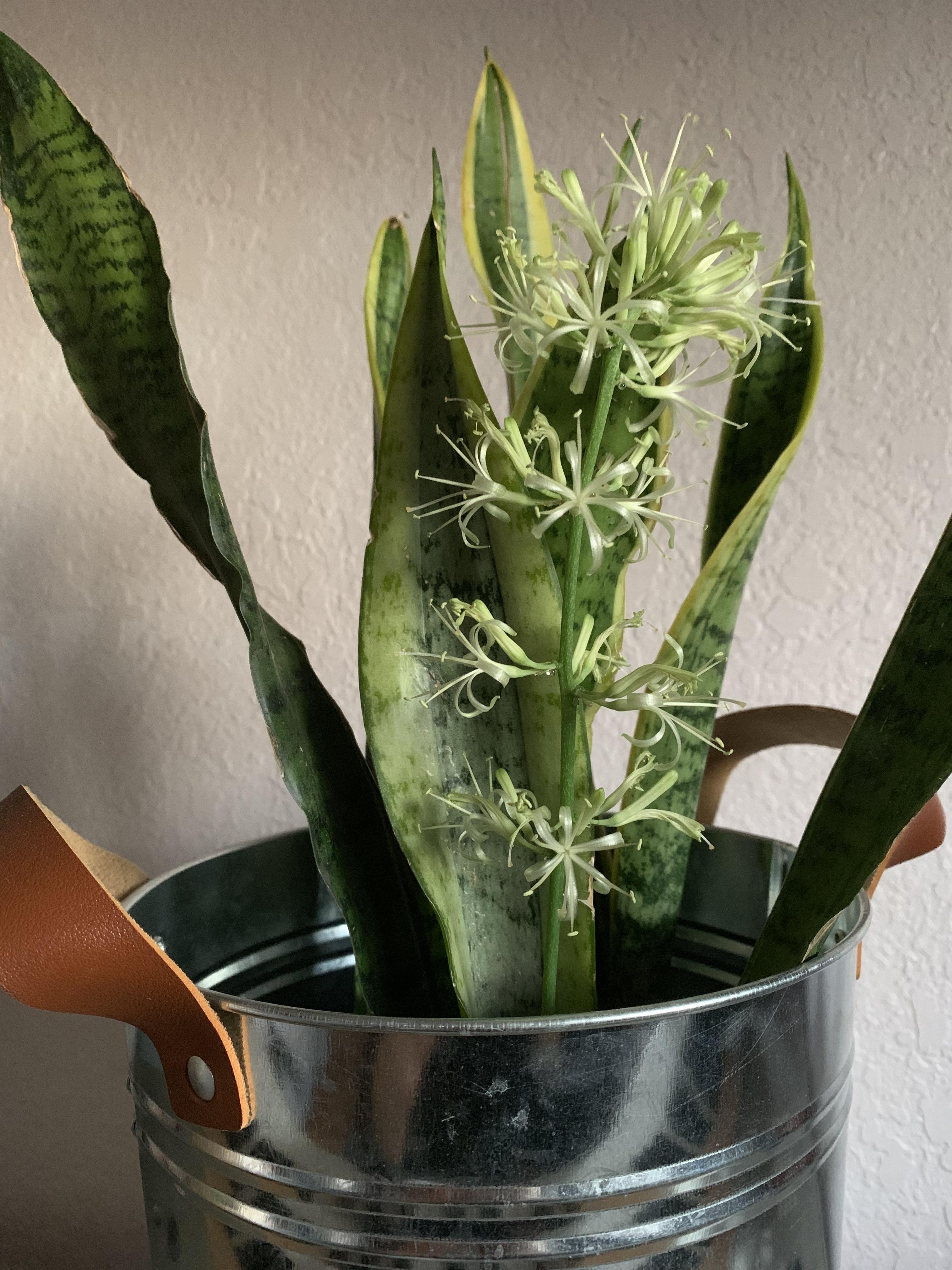 I didn’t even know snake plants had flowers until recently (thanks to reddit). And look what