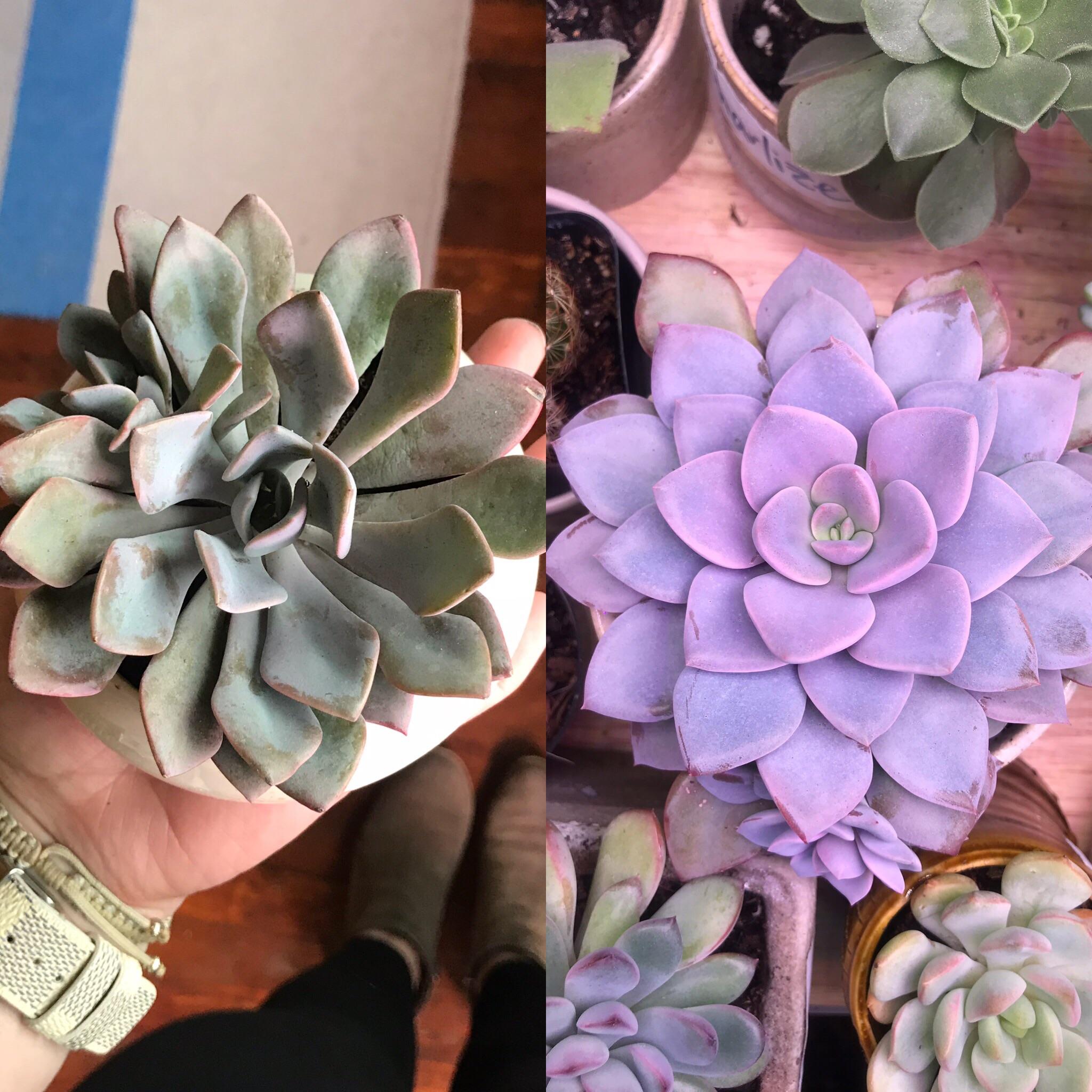 Same graptoveria debbi after four months under a grow light. She purty