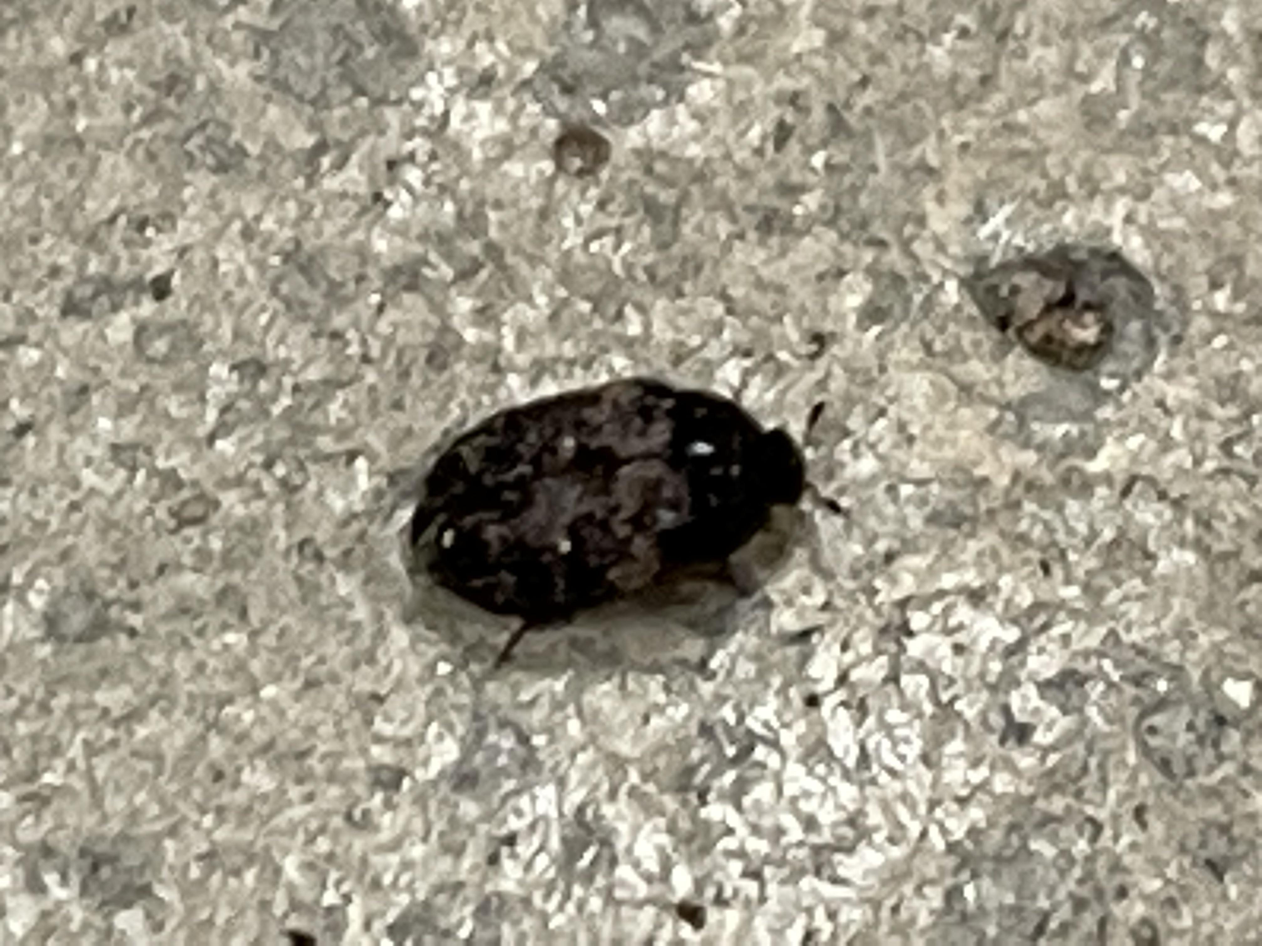 Tiny black beetle? Found 100 of these in my garage. Looks like mouse