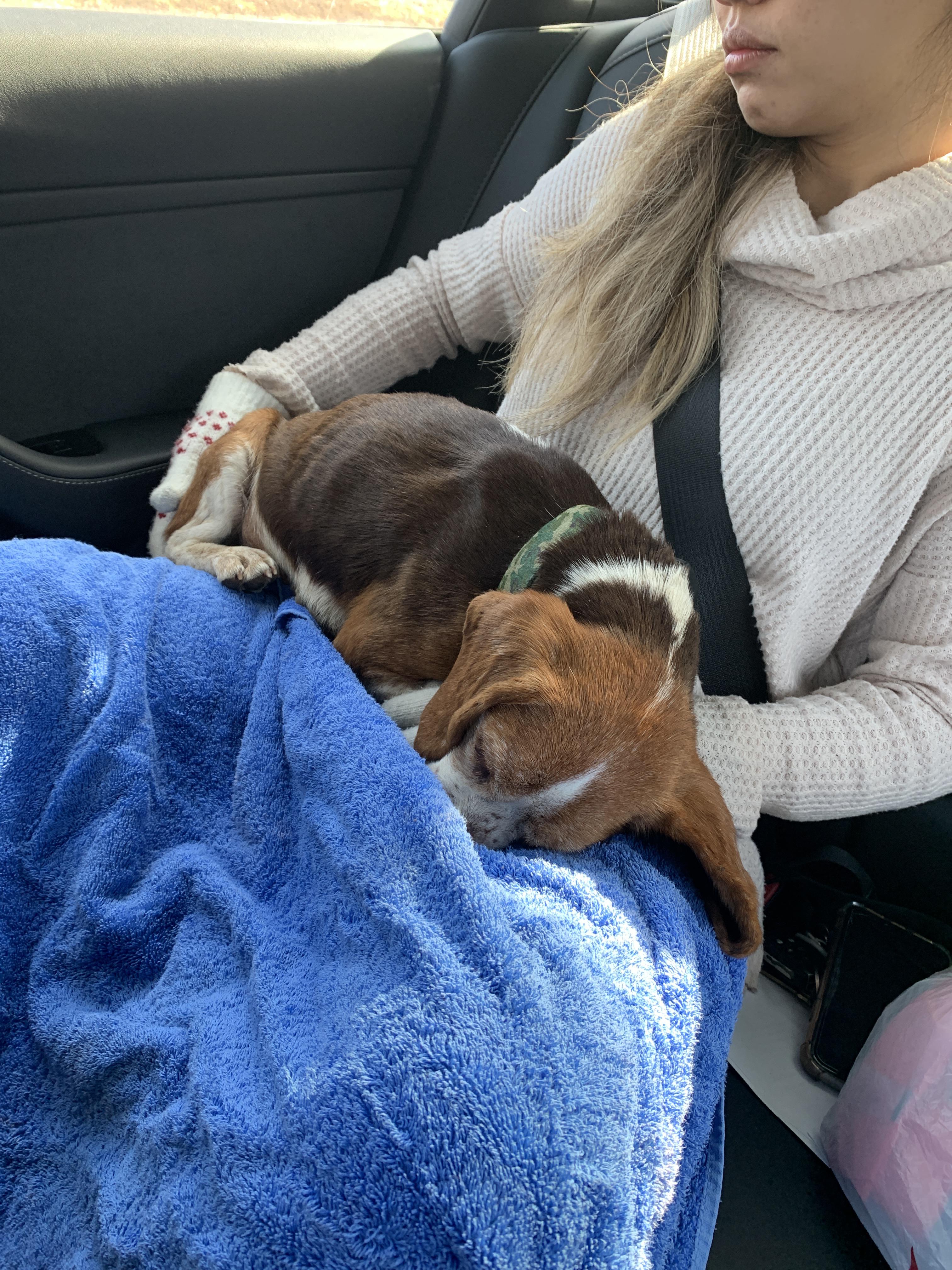 Lost dog found in beattyville KY r/Kentucky