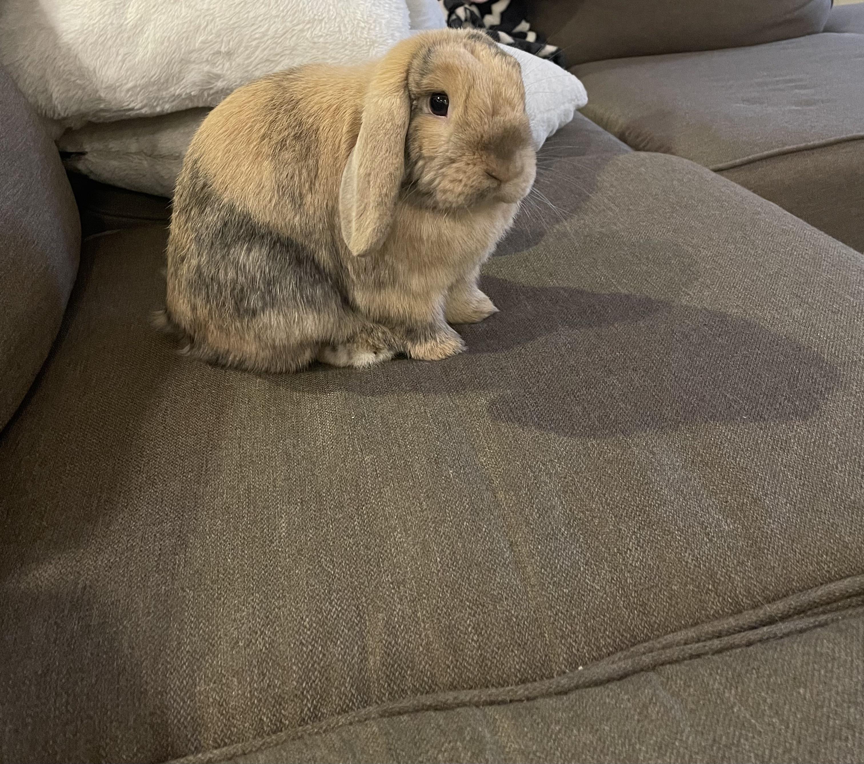 My new bunny won’t walk on my hardwood floors, advice? r/Rabbits