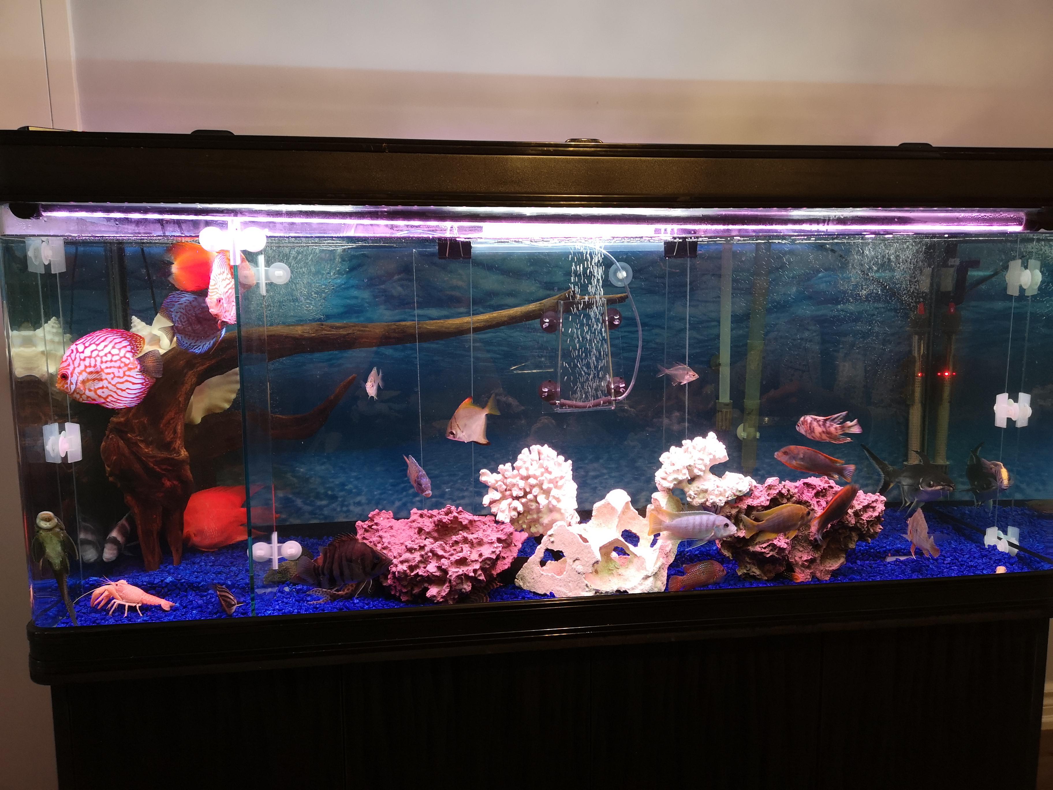 30+ fish in this tank... This has to be some kind of animal cruelty r