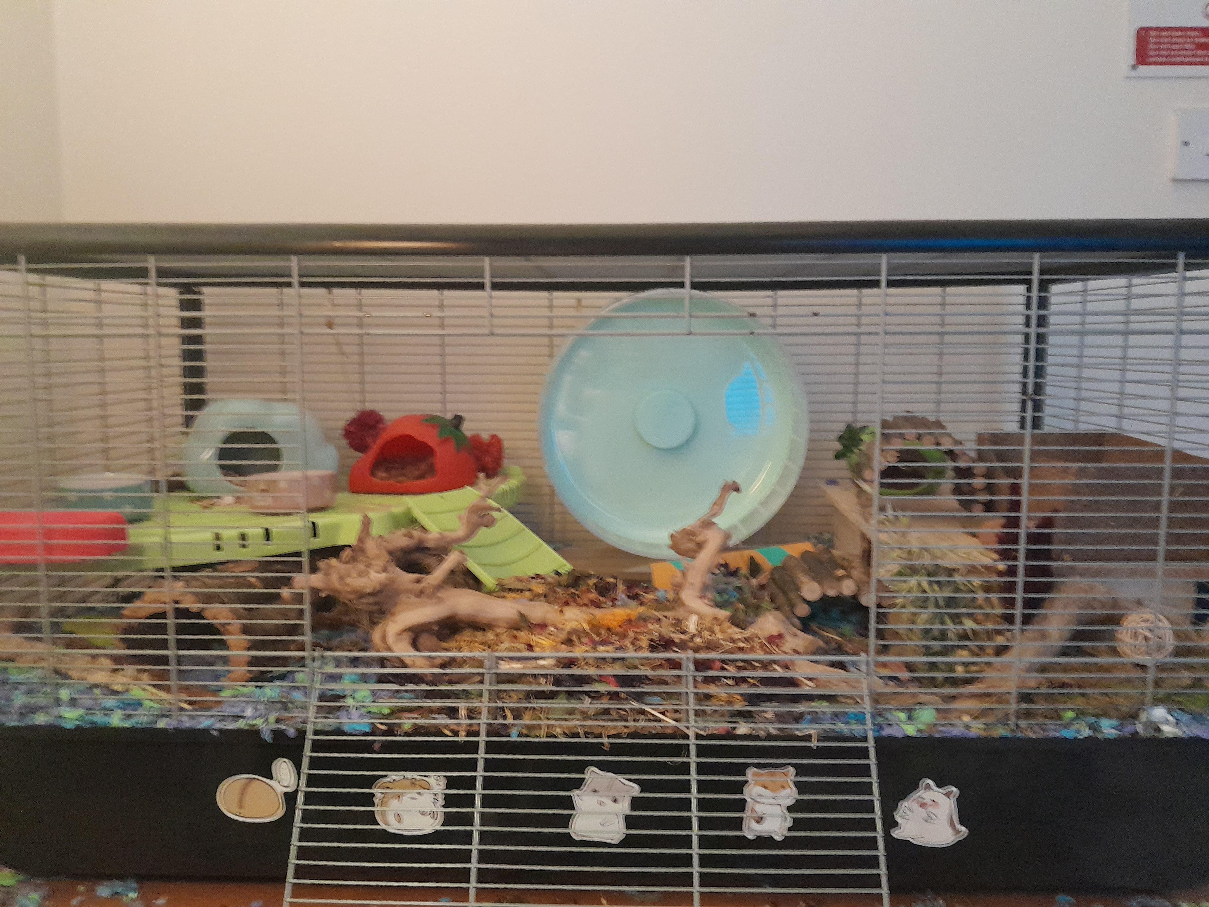 Should I get perspex screens for my hamster cage to make the bedding