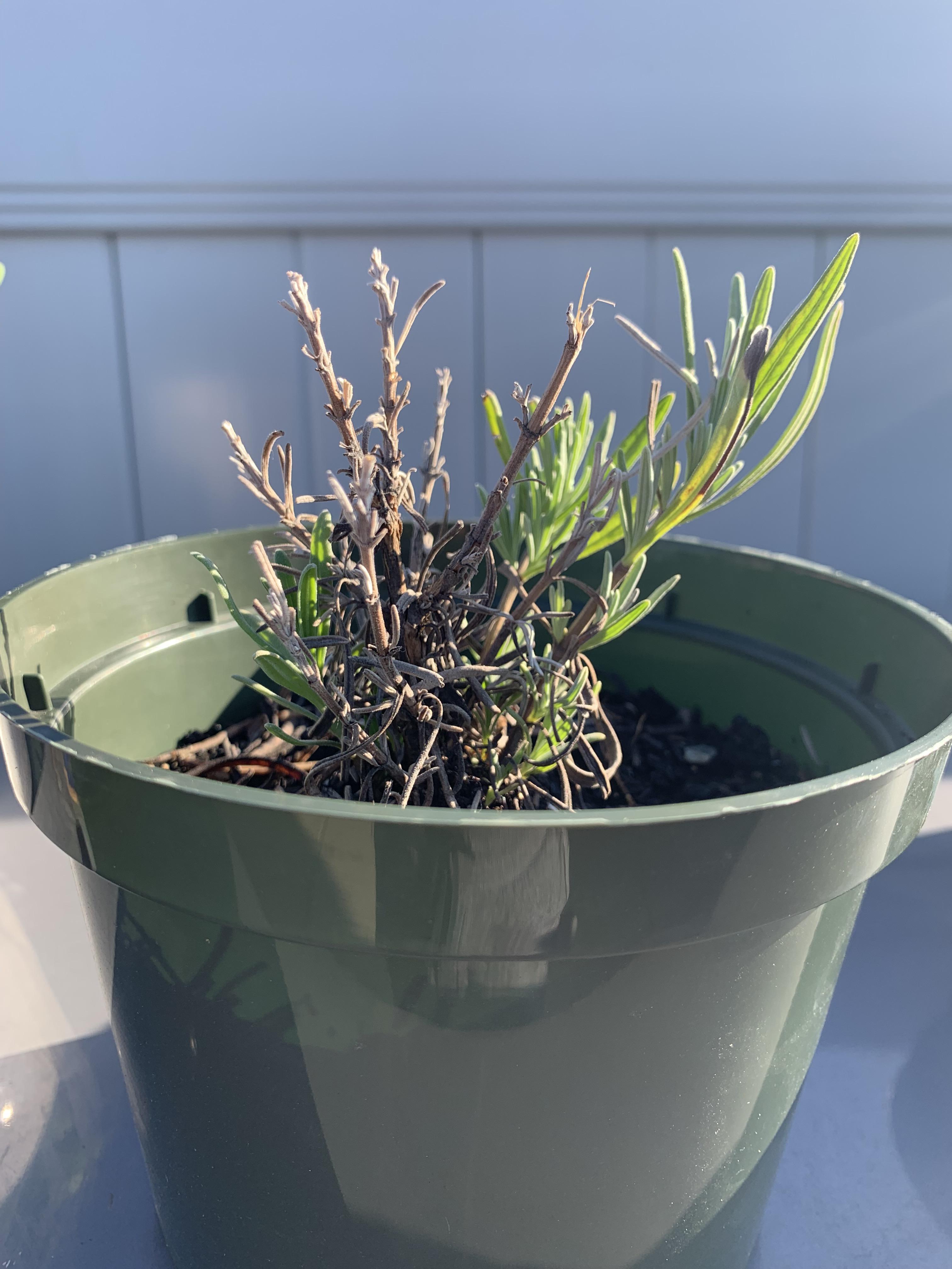 Overwatered lavender r/plantclinic