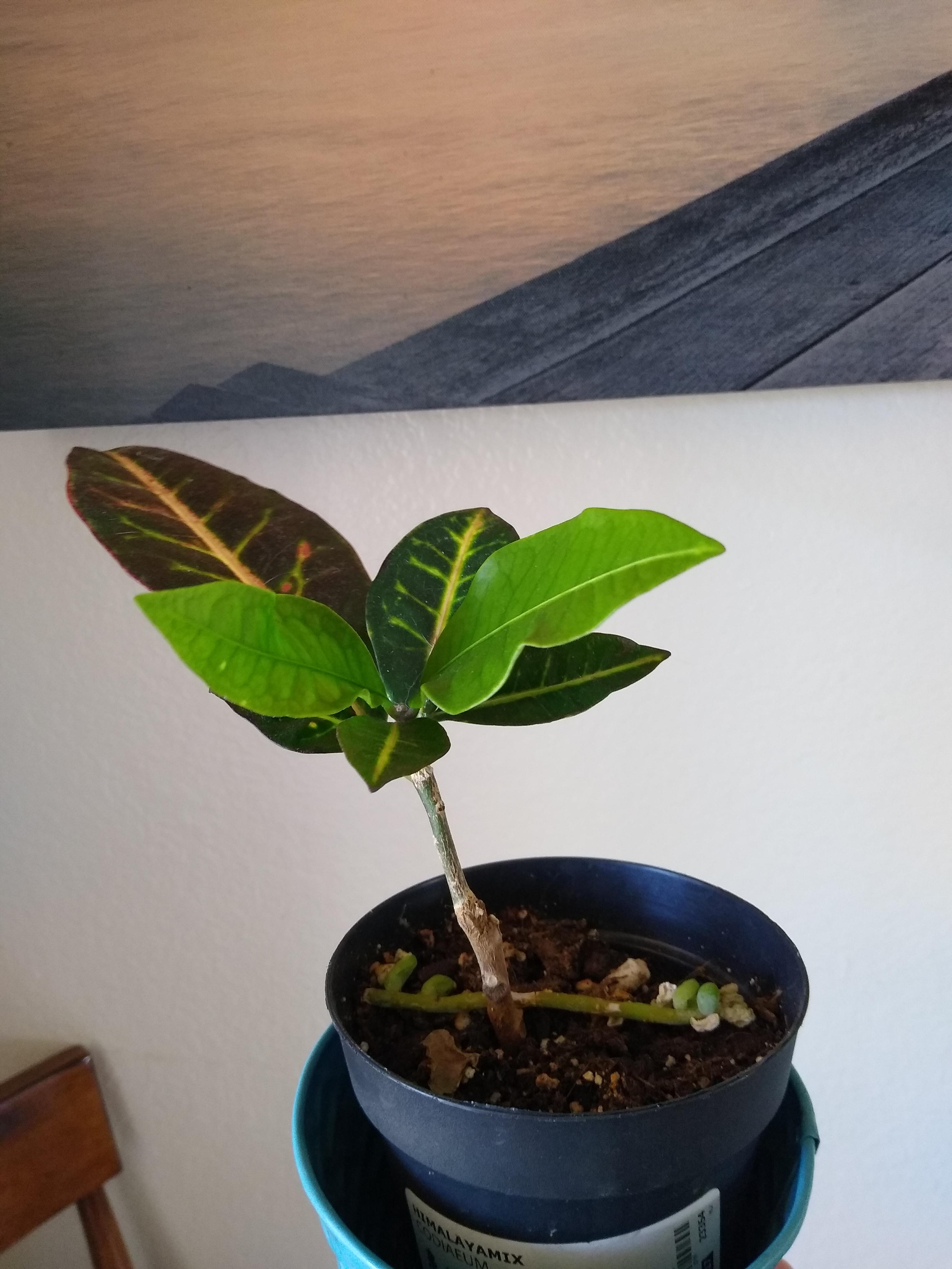 This poor Croton is so leggy now. It's bottom leaves died and left it