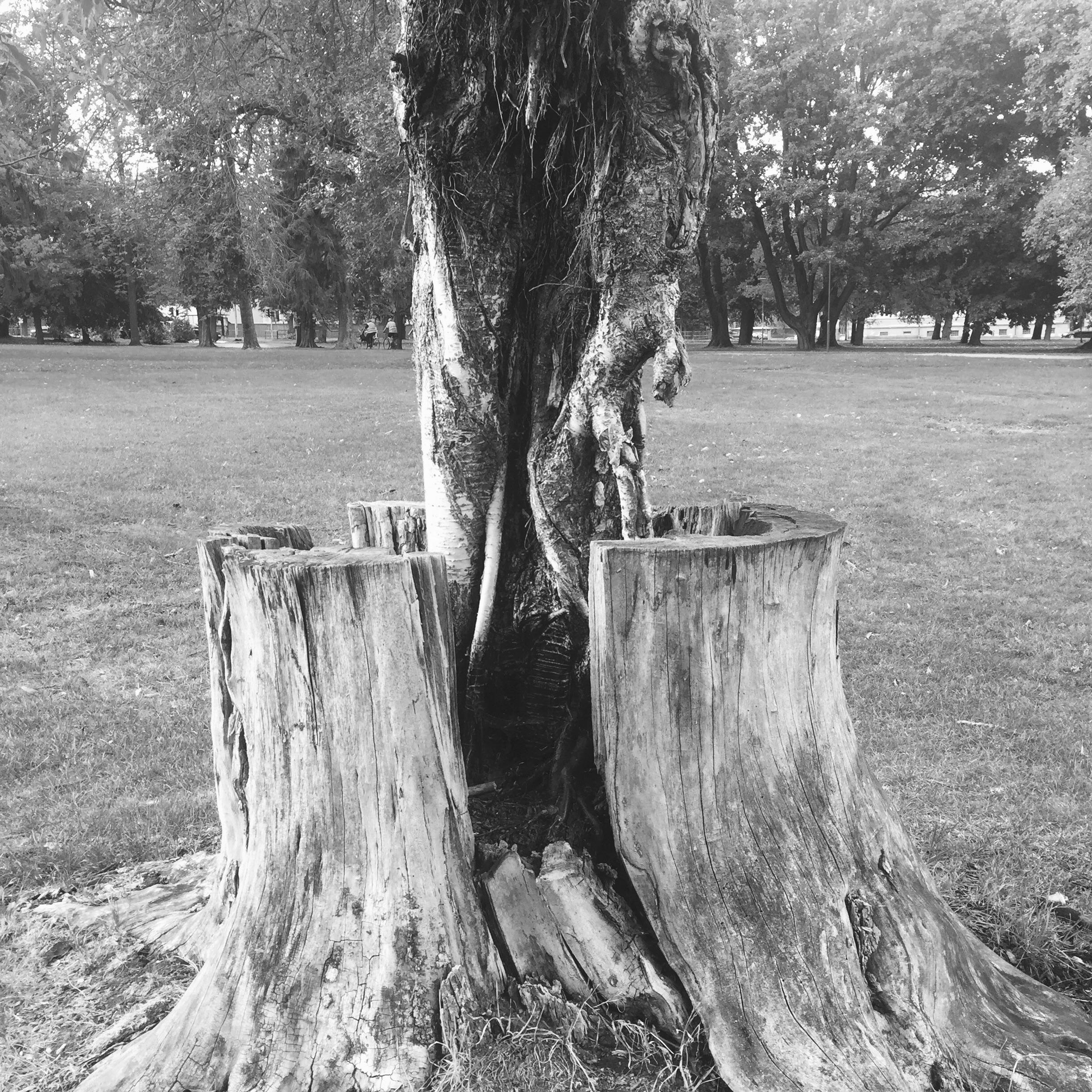 This tree has a tree growing inside of it r/mildlyinteresting