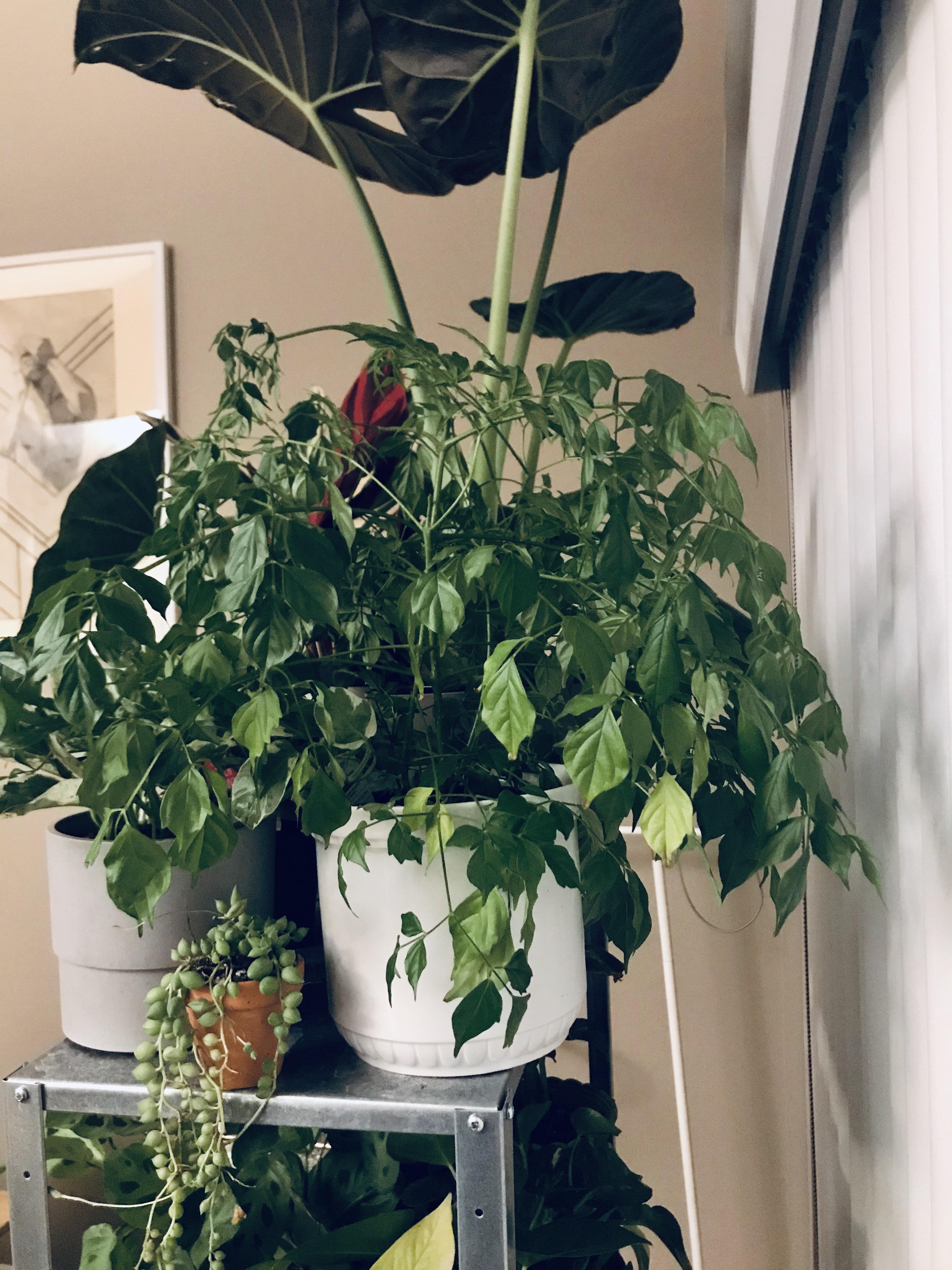 My China Doll is always drooping! ( Any suggestions? (Details in comments) r/houseplants