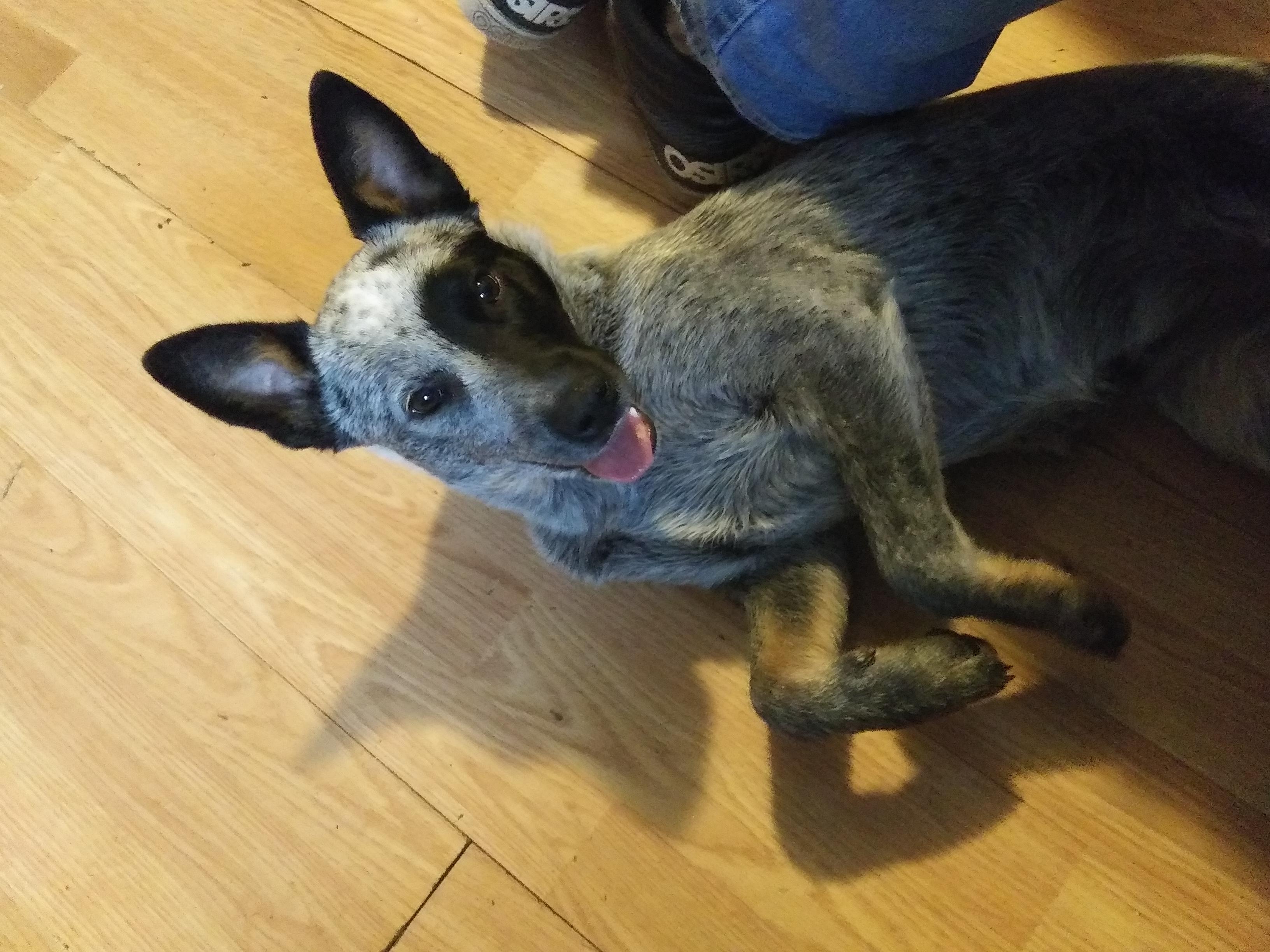 Meet Themis the 6 month old cattle dog! Shes all smiles