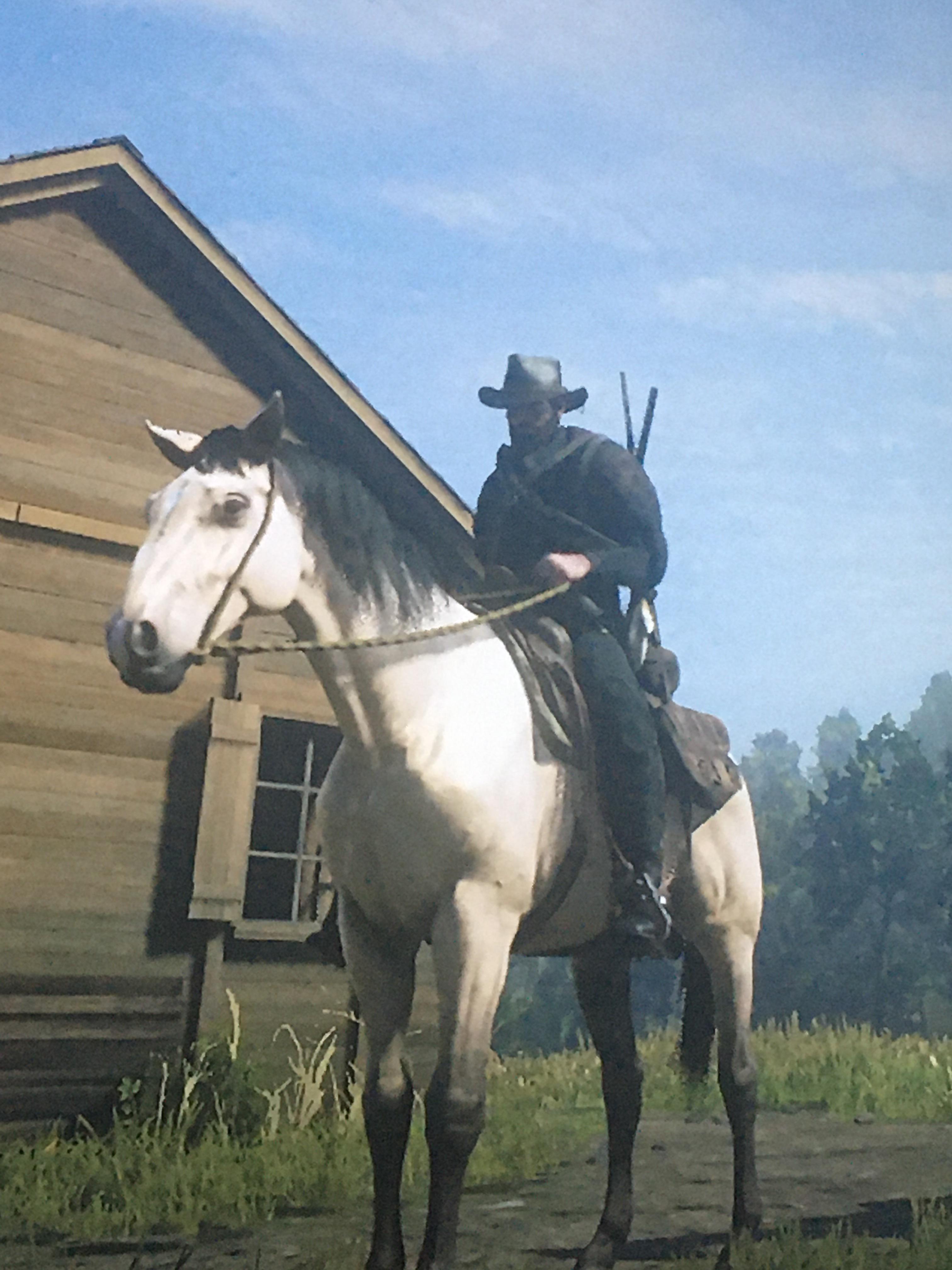 Buttermilk Buckskin Stallion
